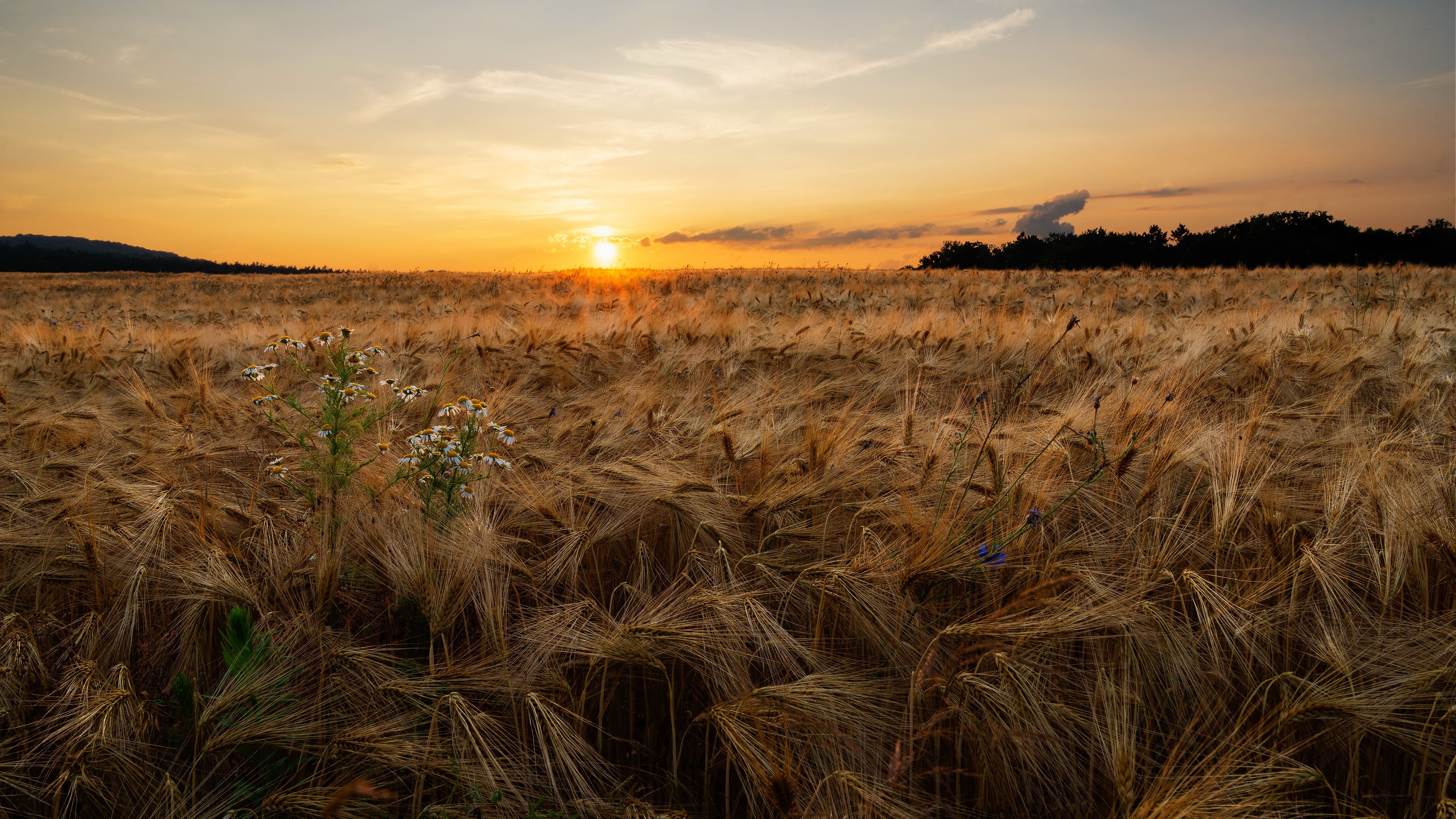 Descarga gratis la imagen Verano, Trigo, Campo, Atardecer, Tierra/naturaleza en el escritorio de tu PC