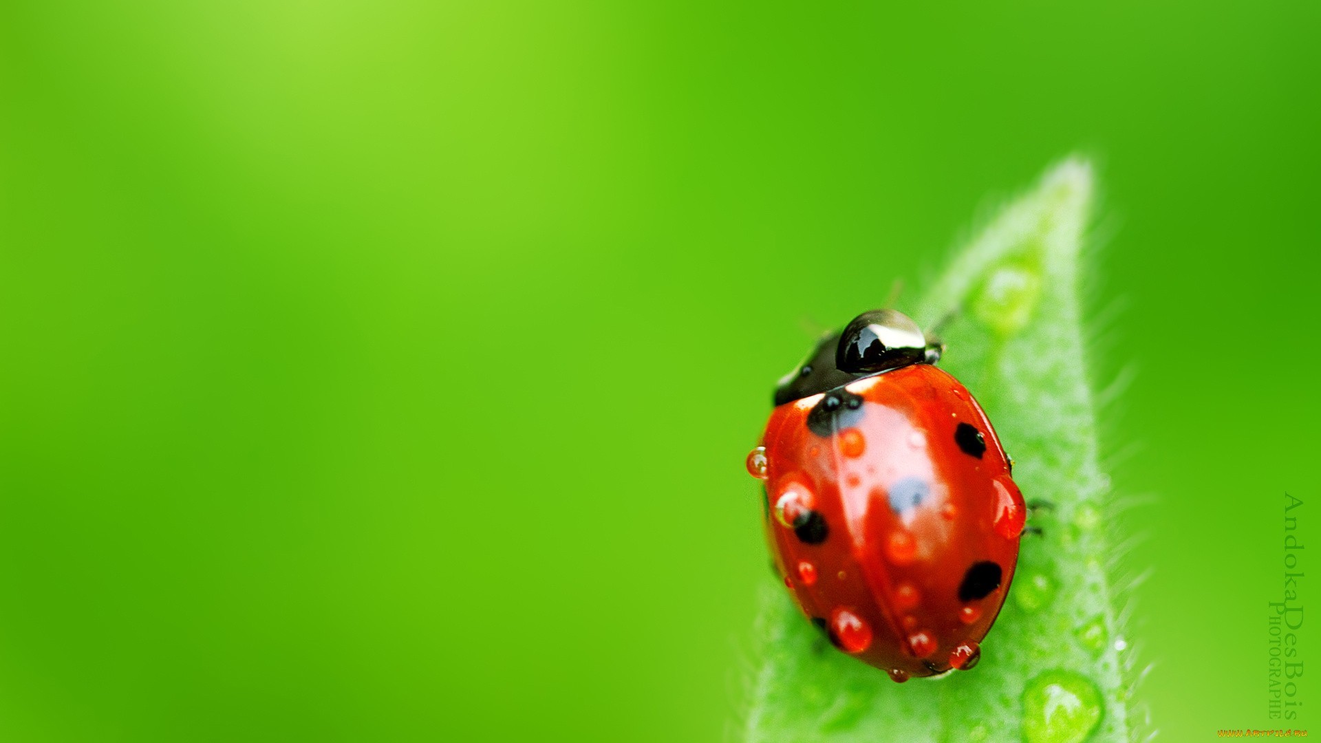 New Lock Screen Wallpapers insects, ladybugs, green