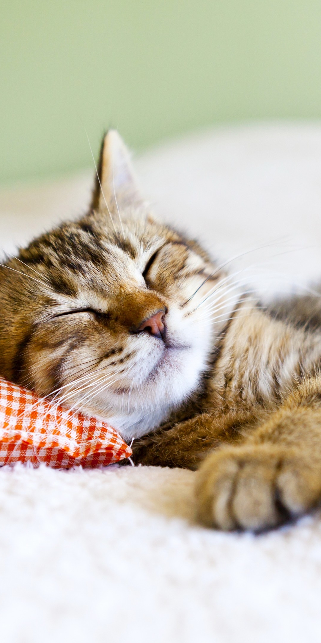 無料モバイル壁紙動物, ネコ, 猫, 子猫, 睡眠, 可愛いをダウンロードします。