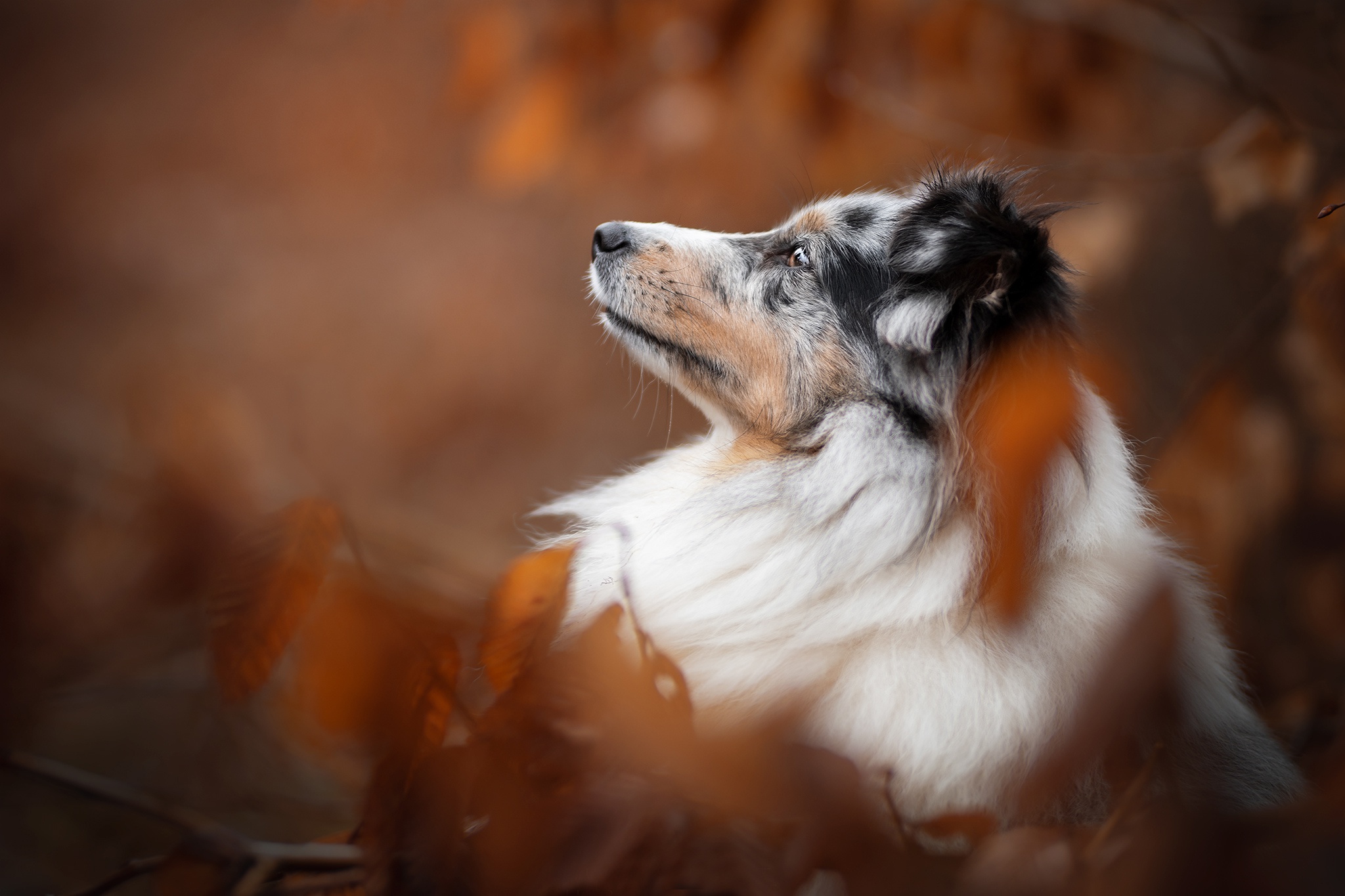 PCデスクトップに動物, 犬, オーストラリアン シェパード画像を無料でダウンロード