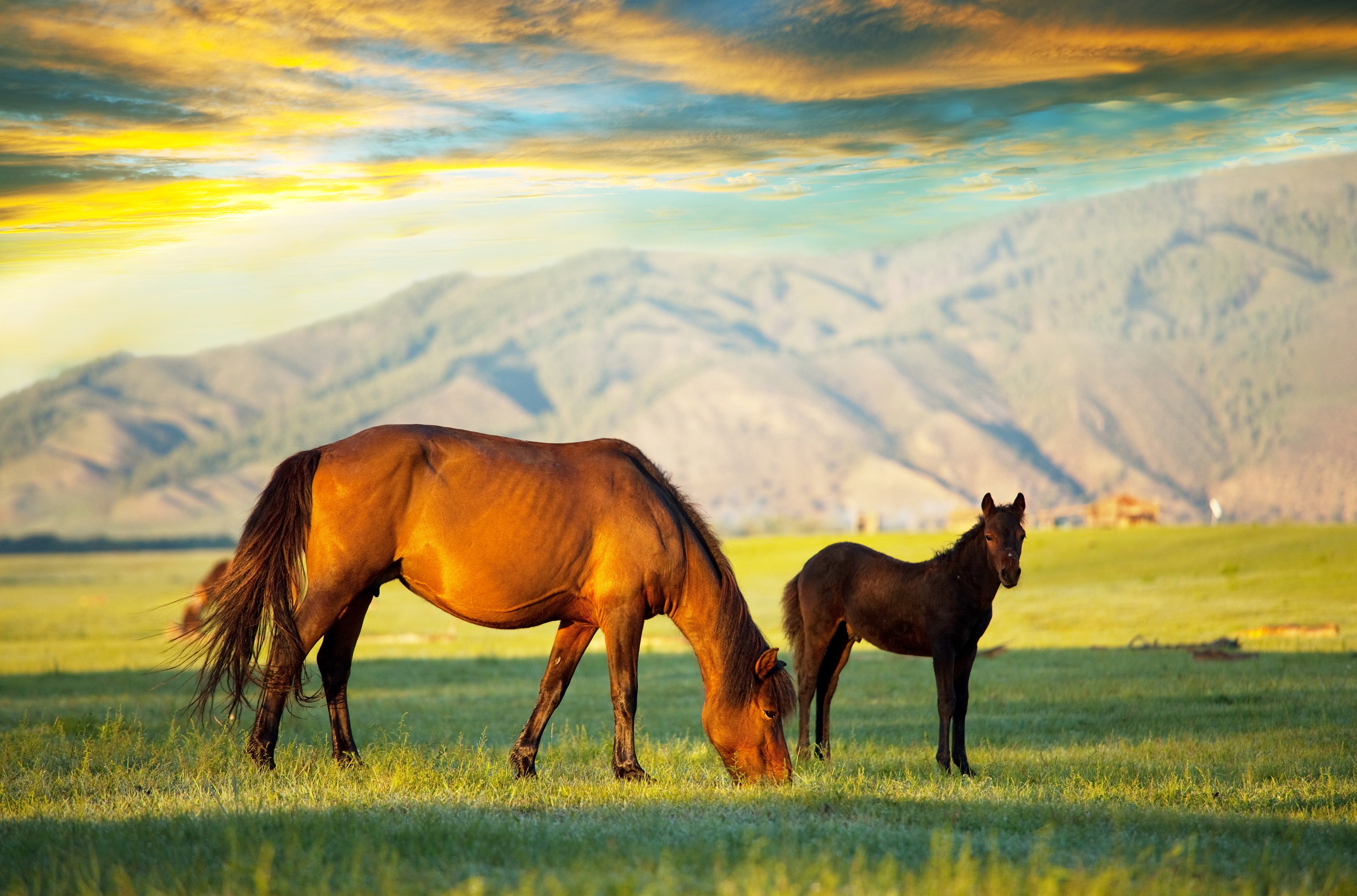 924615 descargar fondo de pantalla animales, caballo, bebe animal, potro: protectores de pantalla e imágenes gratis