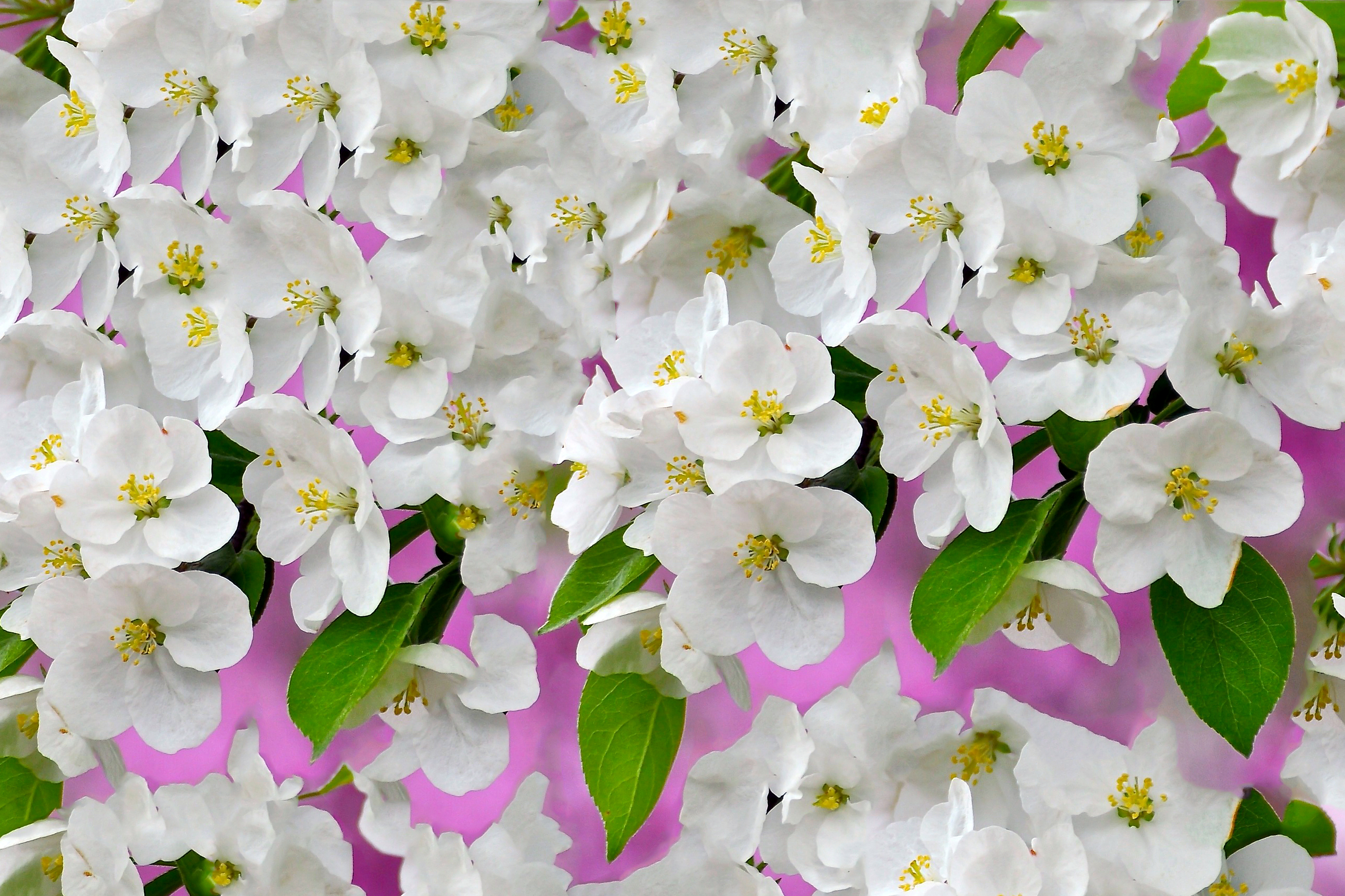 Download mobile wallpaper Flowers, Close Up, Earth, Spring, White Flower, Blossom for free.