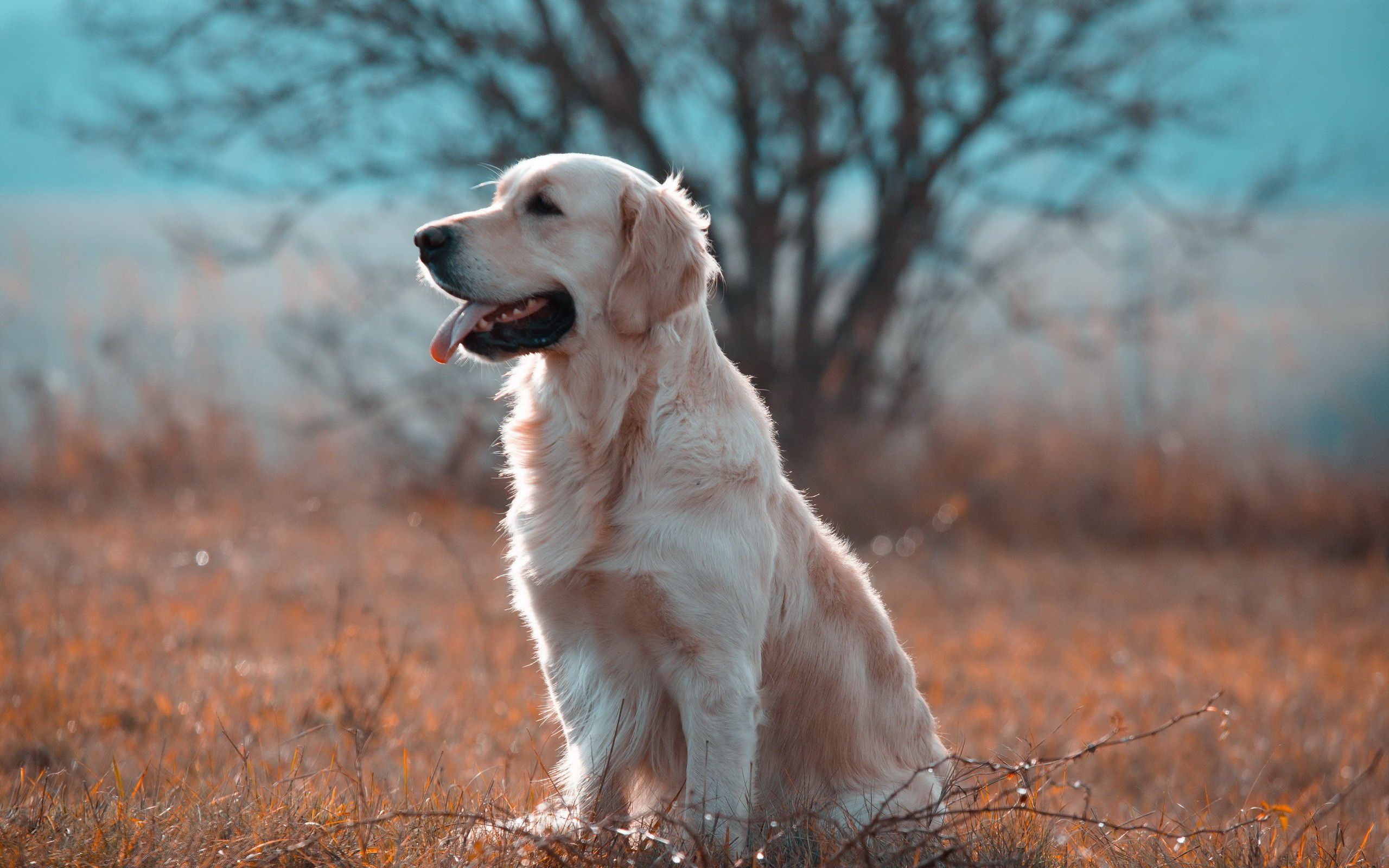 354841 descargar imagen animales, perro perdiguero de oro, perro, perros: fondos de pantalla y protectores de pantalla gratis