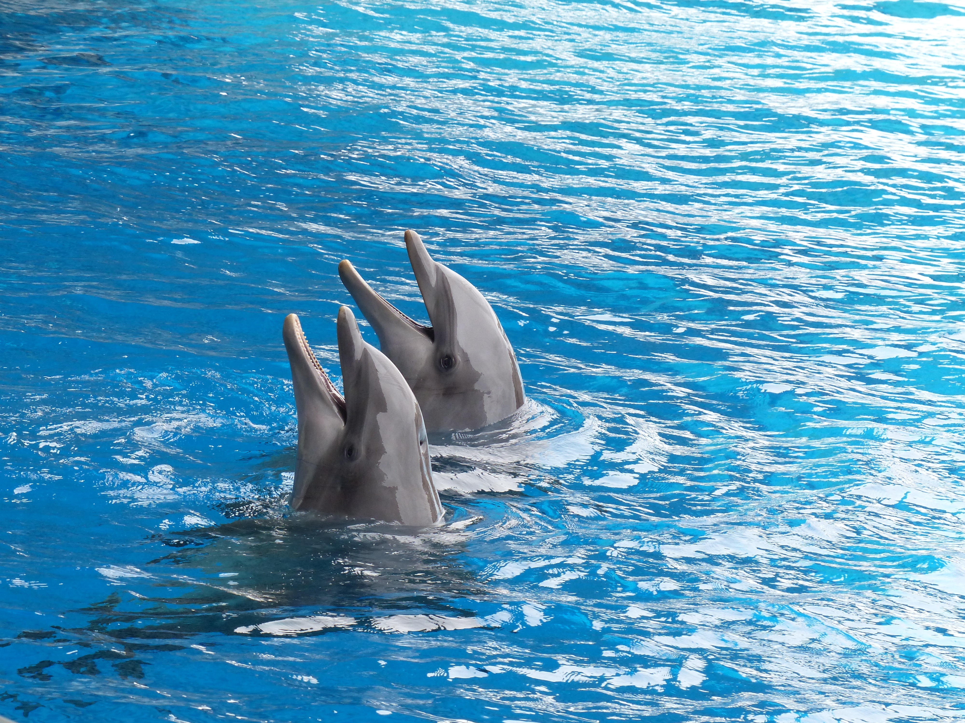 124076 скачать картинку дельфины, животные, вода, пара, дуэт - обои и заставки бесплатно