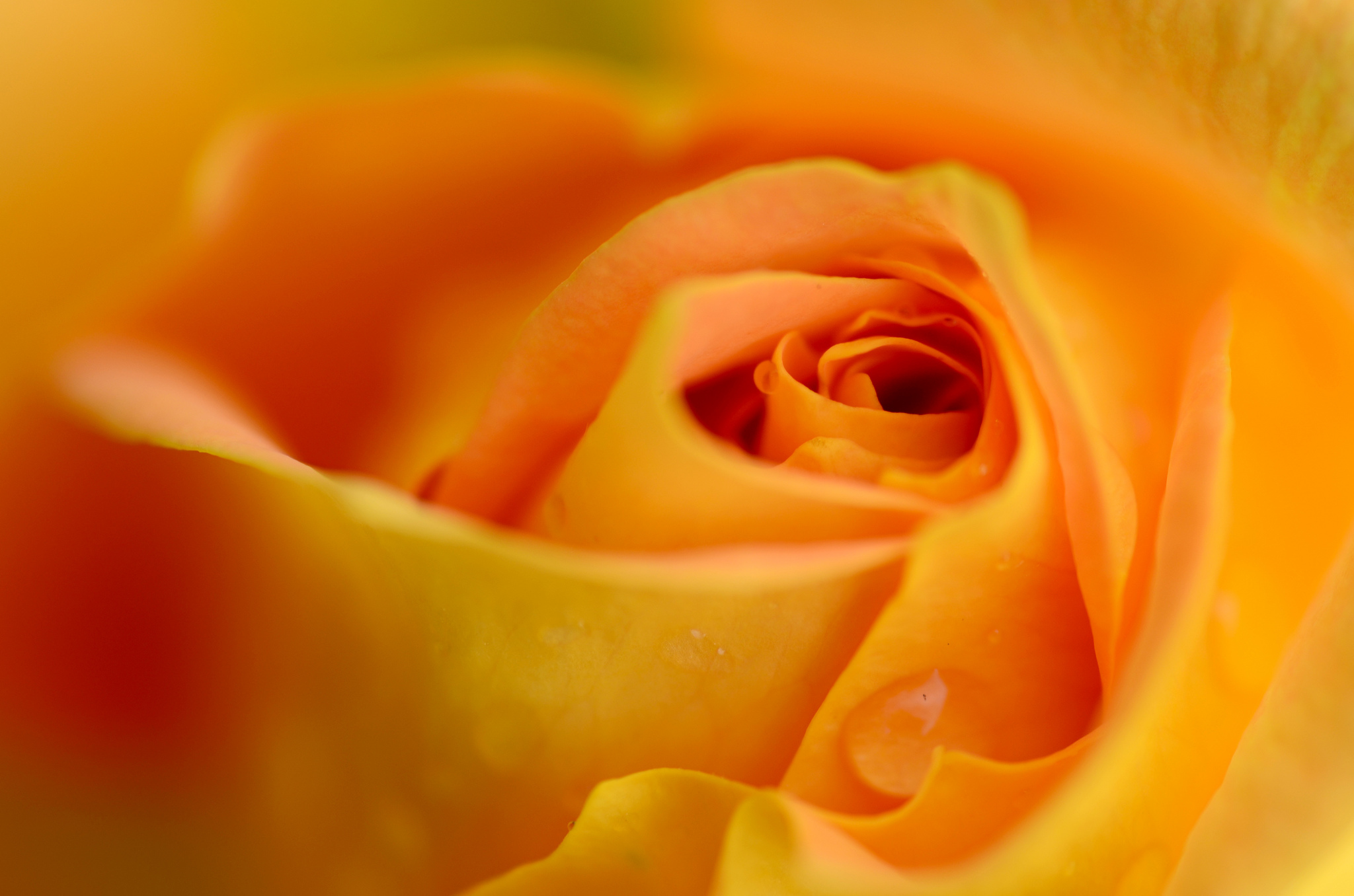 Download mobile wallpaper Nature, Flowers, Flower, Rose, Close Up, Earth, Yellow Flower for free.