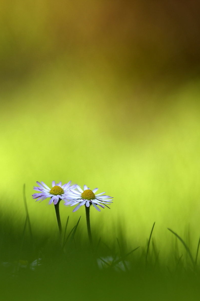 Handy-Wallpaper Natur, Blumen, Blume, Gänseblümchen, Gras, Weiße Blume, Erde/natur kostenlos herunterladen.