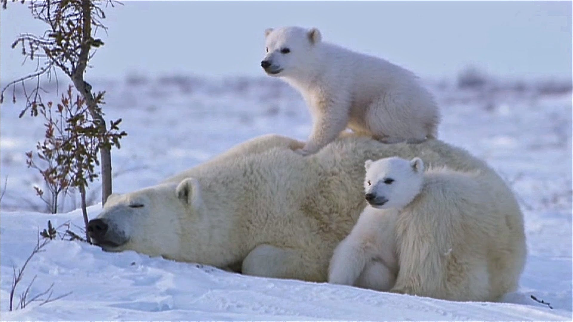 Free download wallpaper Animal, Sleeping, Cute, Polar Bear, Cub on your PC desktop