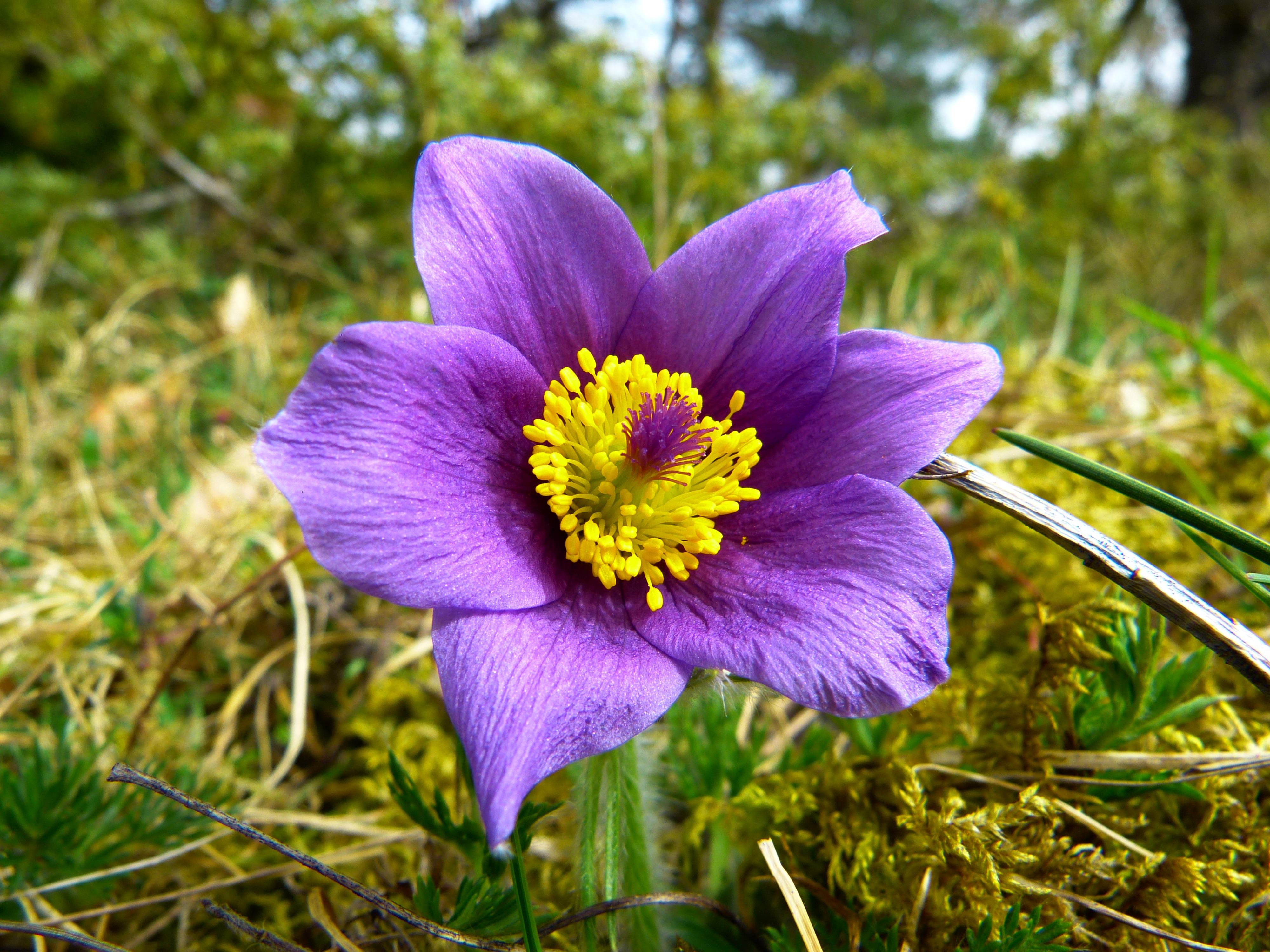 Download mobile wallpaper Flowers, Earth, Pulsatilla for free.