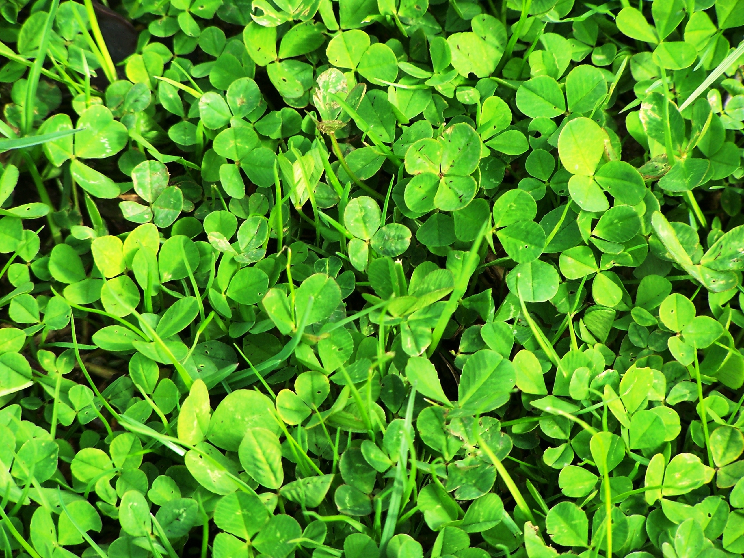 Free download wallpaper Nature, Plant, Earth, Clover on your PC desktop