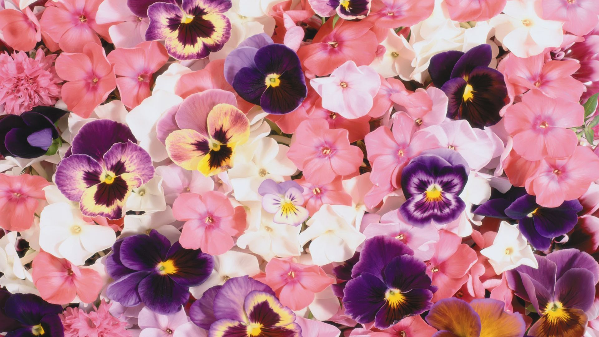 Handy-Wallpaper Stiefmütterchen, Weiße Blume, Lila Blume, Erde/natur, Pinke Blume kostenlos herunterladen.
