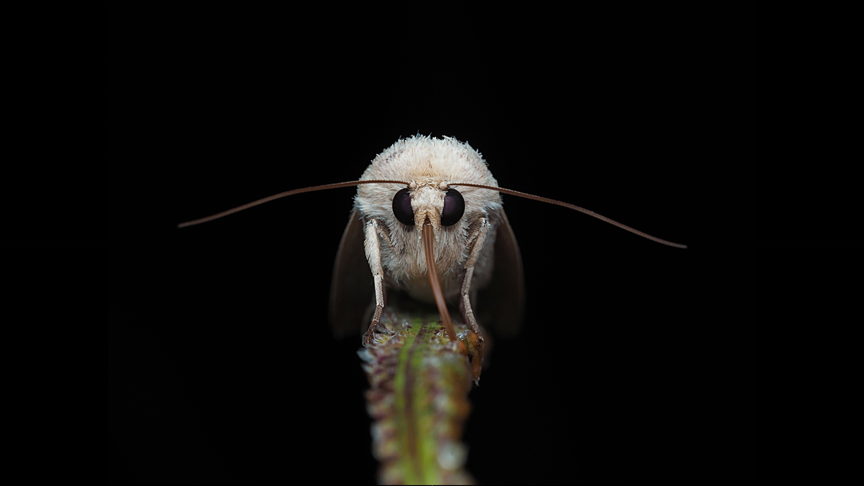Laden Sie das Tiere, Insekt, Motte-Bild kostenlos auf Ihren PC-Desktop herunter