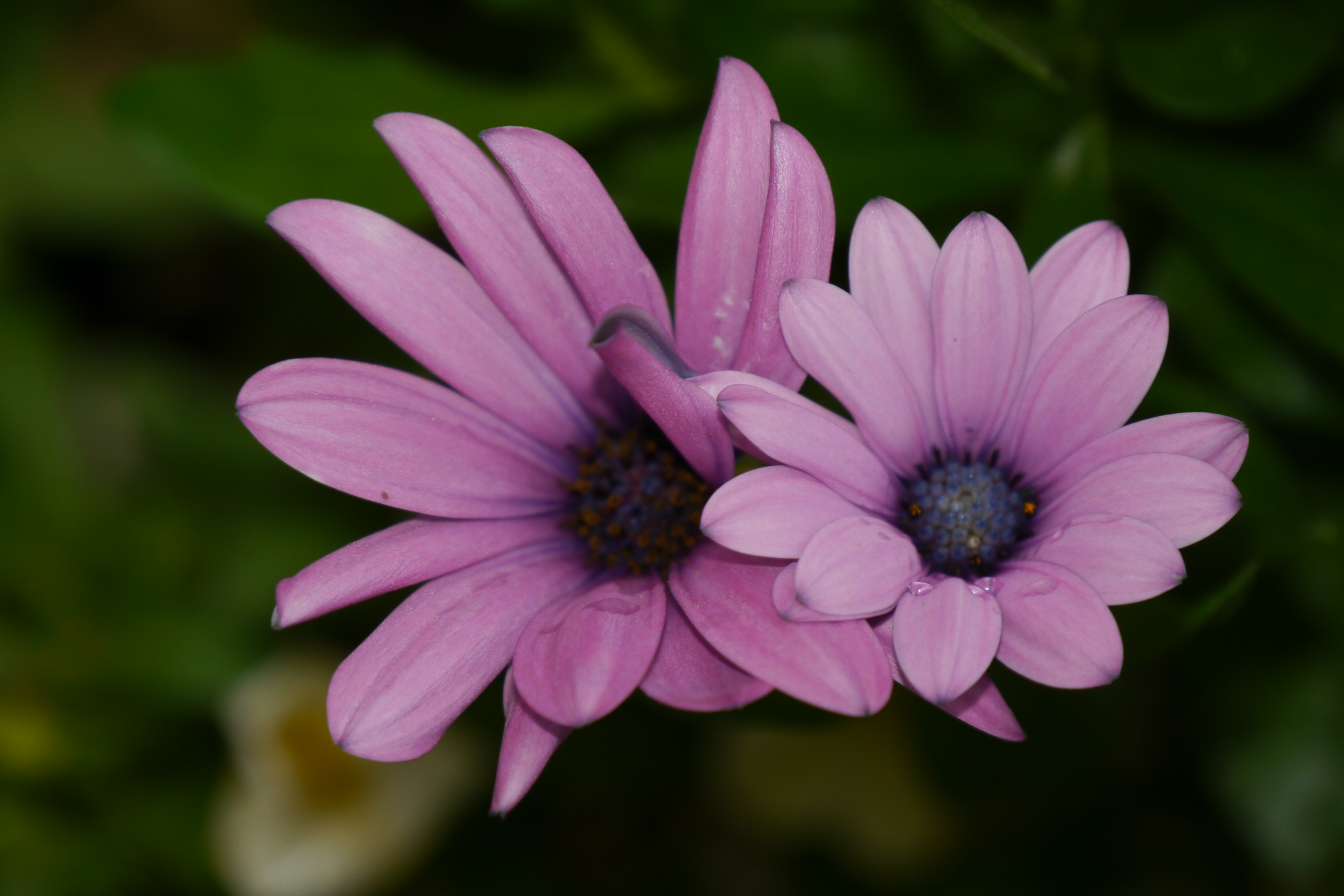 Free download wallpaper Nature, Flowers, Flower, Earth, Daisy, Pink Flower on your PC desktop