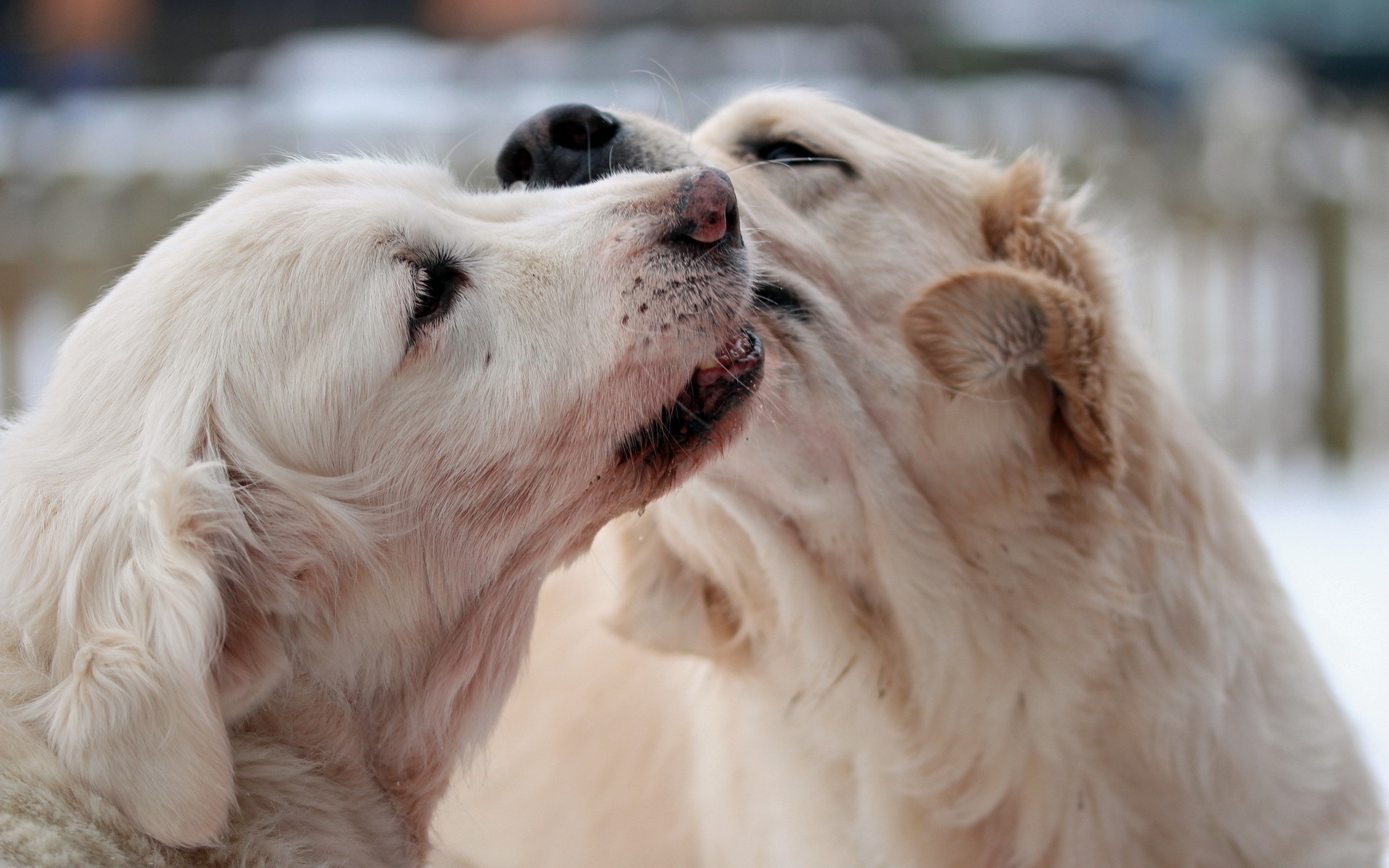 Baixar papel de parede para celular de Cães, Cão, Animais gratuito.