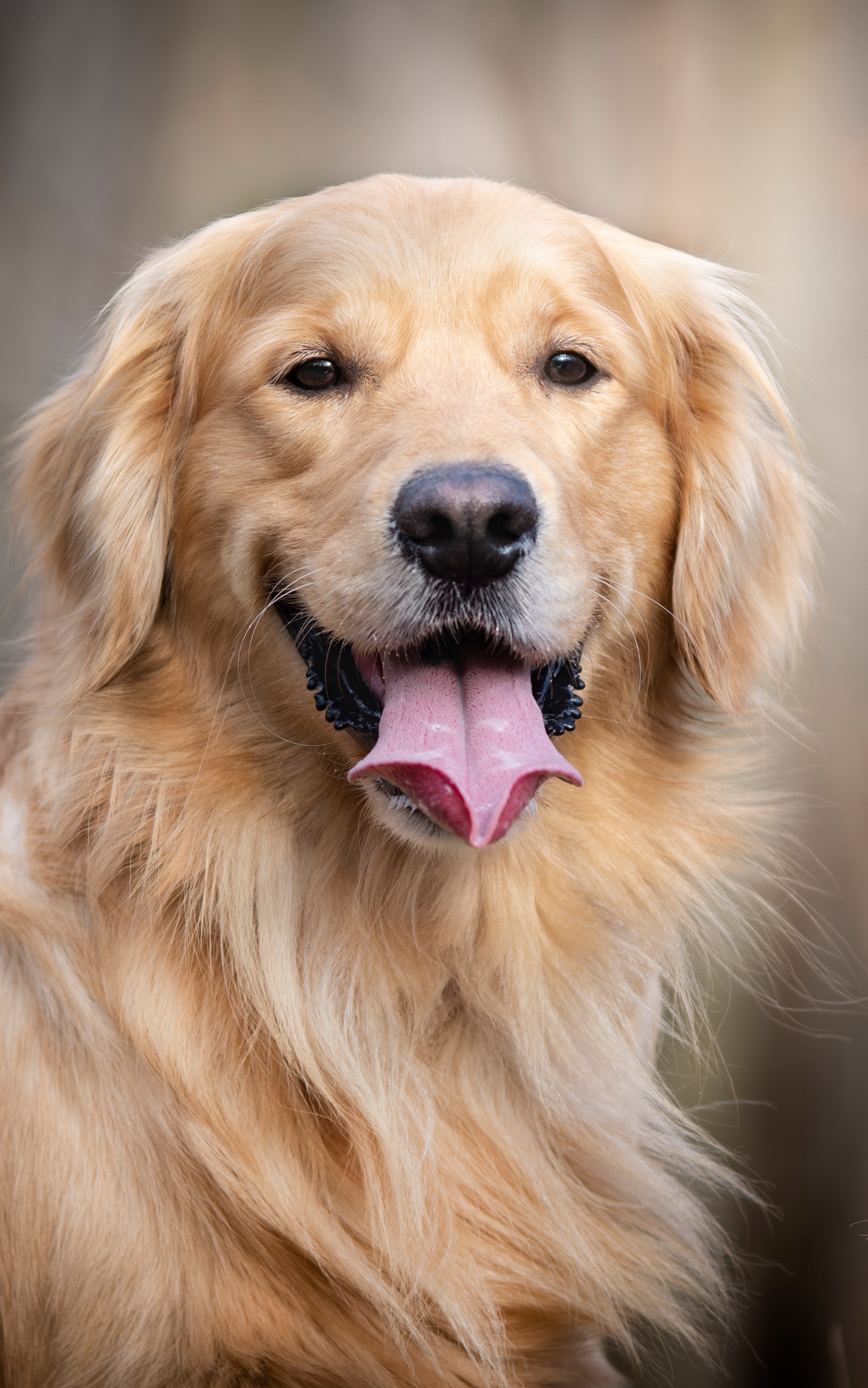 Free download wallpaper Dogs, Dog, Animal, Golden Retriever on your PC desktop