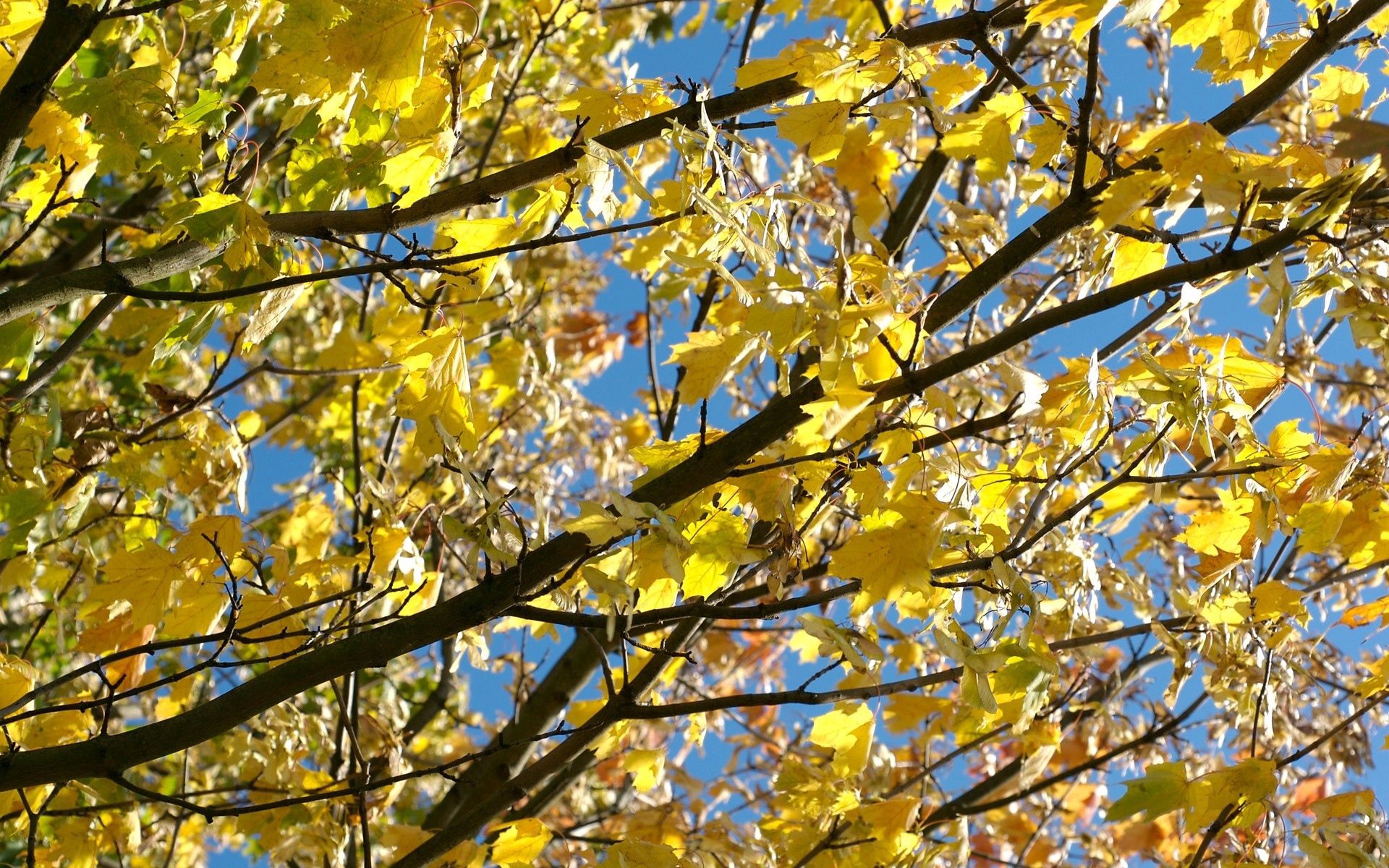 141129 descargar fondo de pantalla naturaleza, otoño, hojas, amarillo, madera, árbol, sucursales, ramas, arce: protectores de pantalla e imágenes gratis