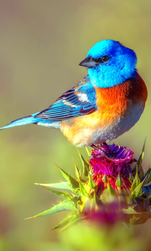 Baixar papel de parede para celular de Animais, Aves, Pássaro gratuito.