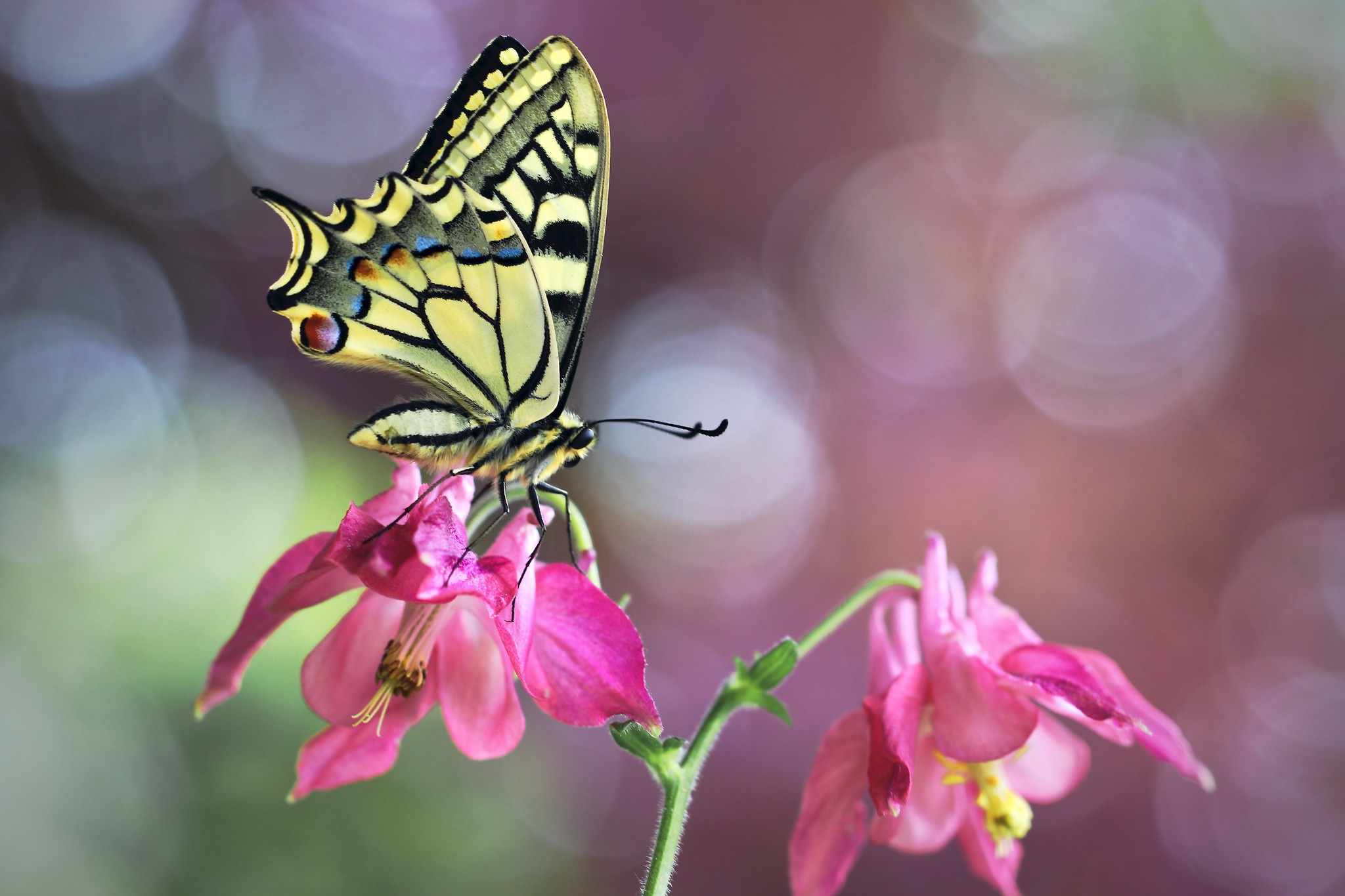Téléchargez des papiers peints mobile Animaux, Insectes, Fleur, Macro, Insecte, Papillon, Machaon gratuitement.