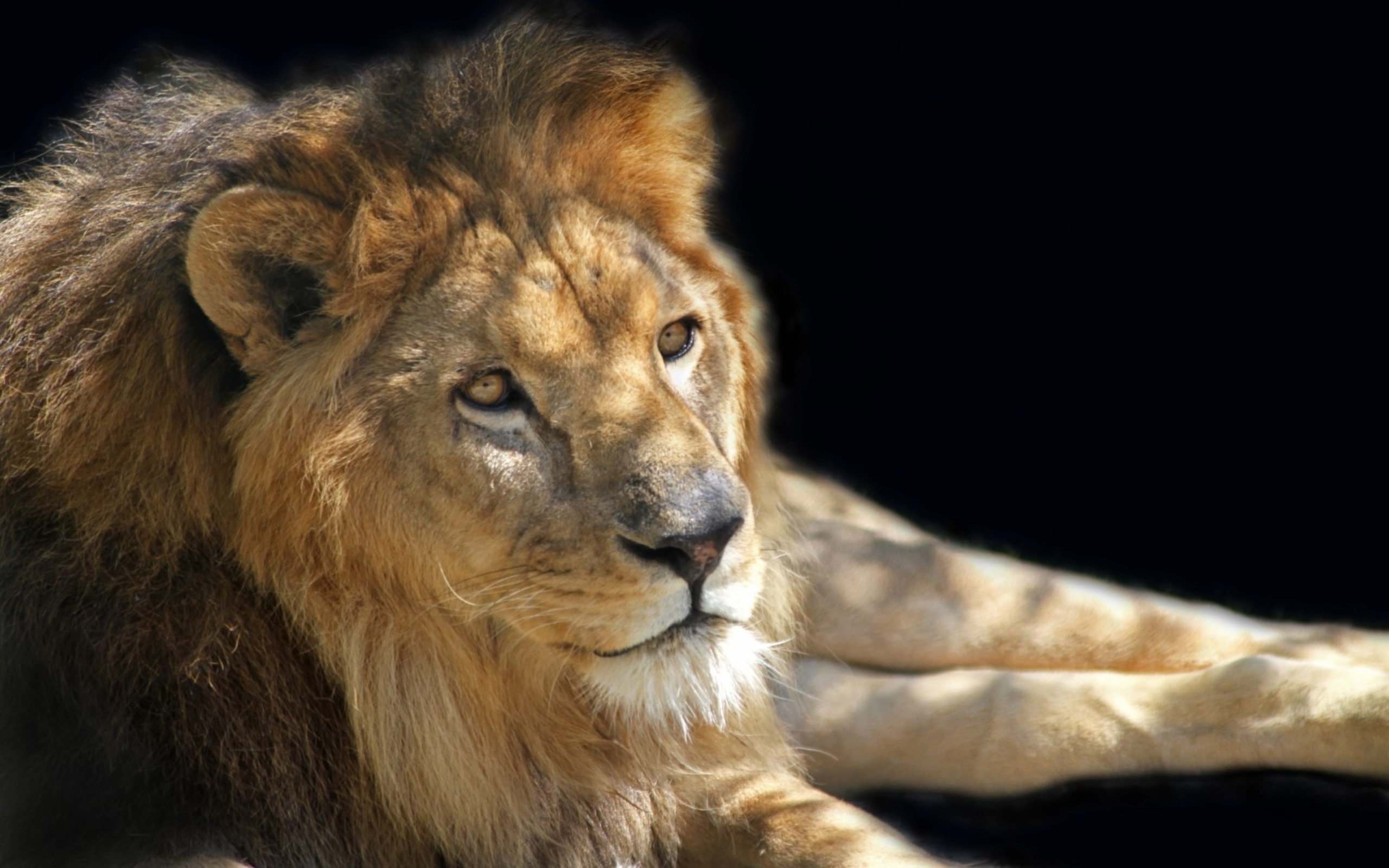 Завантажити шпалери безкоштовно Лев, Коти, Тварина картинка на робочий стіл ПК