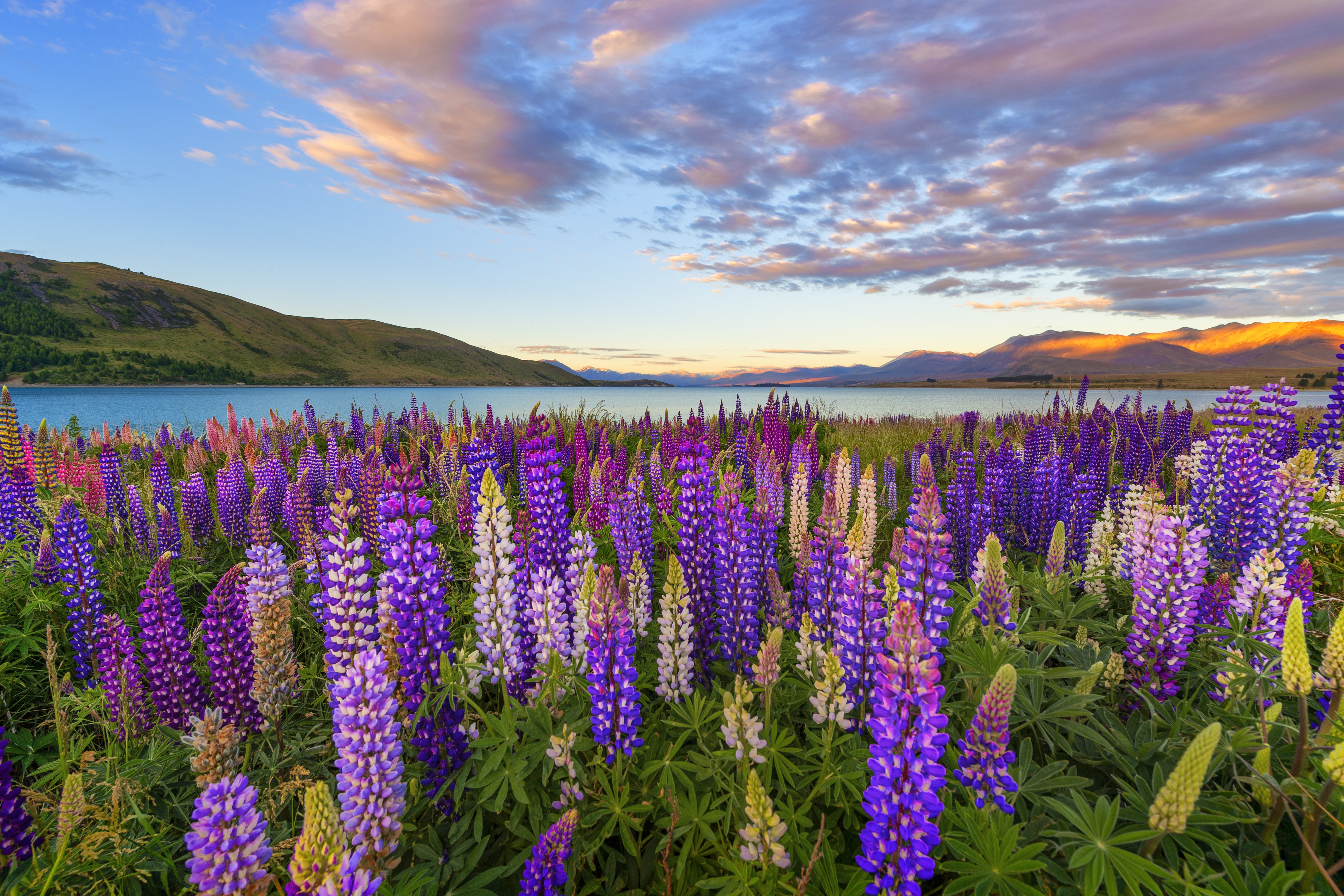 Free download wallpaper Landscape, Nature, Lake, Flower, Earth, Lupine, Purple Flower on your PC desktop
