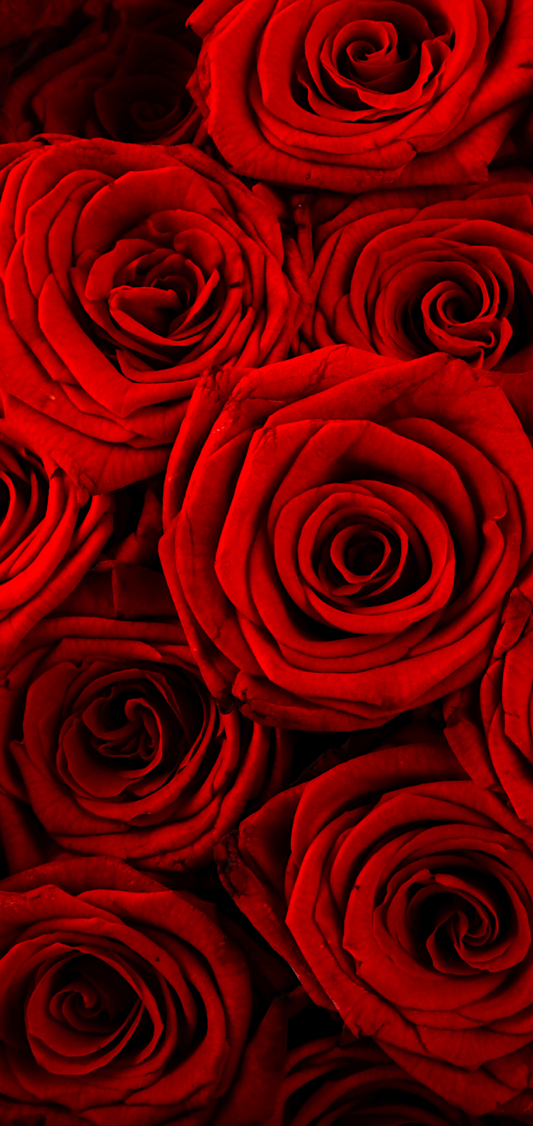 Baixar papel de parede para celular de Flores, Rosa, Fechar Se, Flor Vermelha, Terra/natureza gratuito.