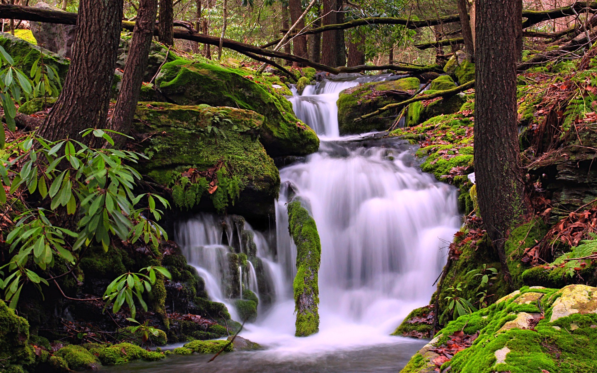 Download mobile wallpaper Waterfalls, Waterfall, Forest, Tree, Branch, Earth for free.