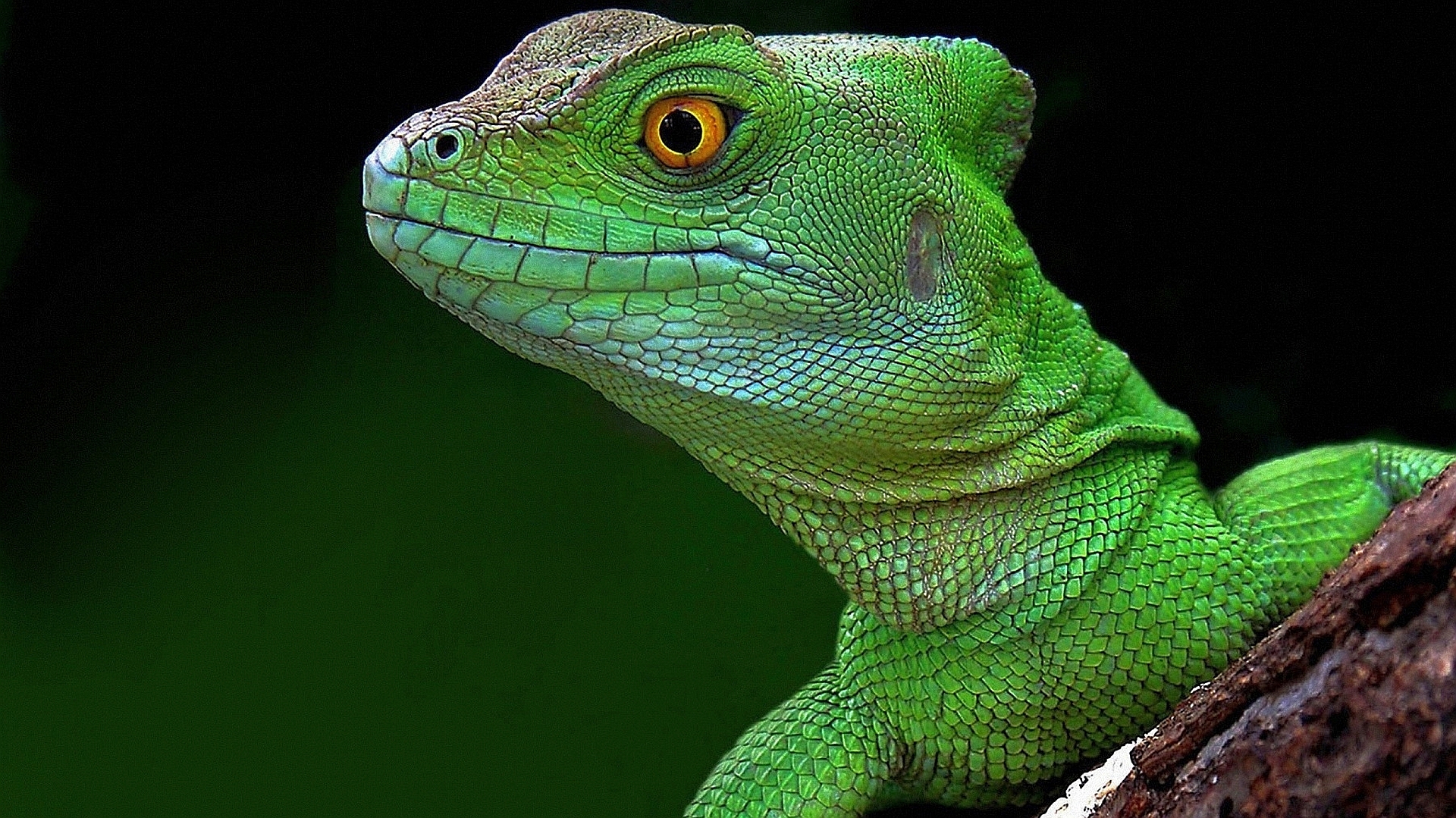 Baixar papel de parede para celular de Lagarto, Répteis, Animais gratuito.