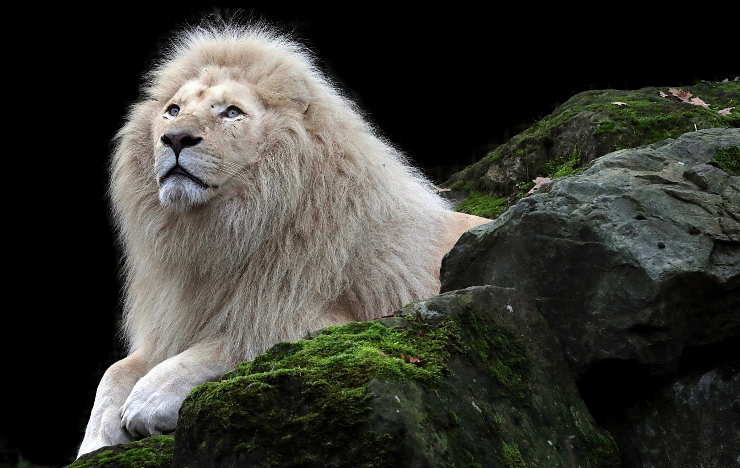 955210 скачать обои белый лев, животные - заставки и картинки бесплатно