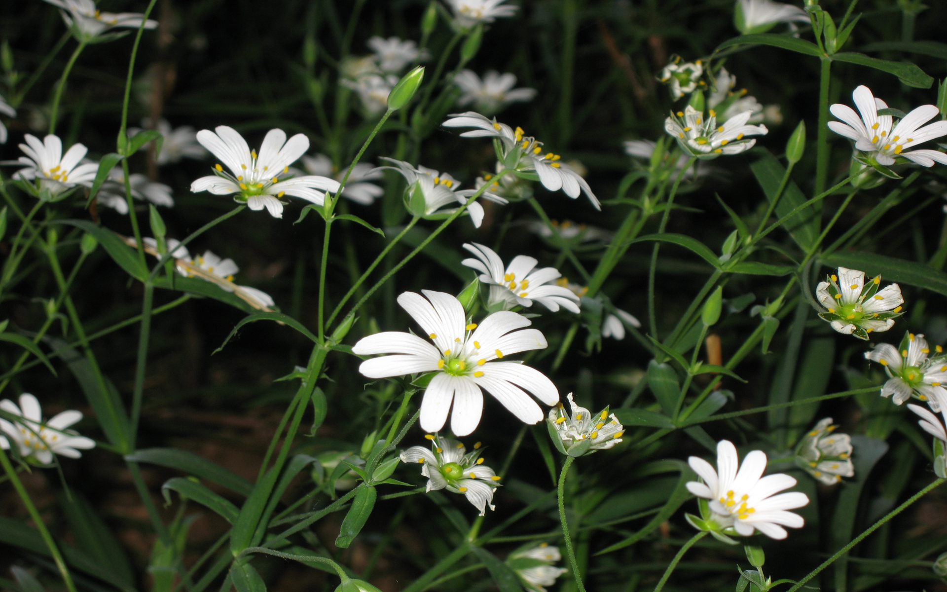 Téléchargez gratuitement l'image Fleurs, Fleur, Terre/nature sur le bureau de votre PC