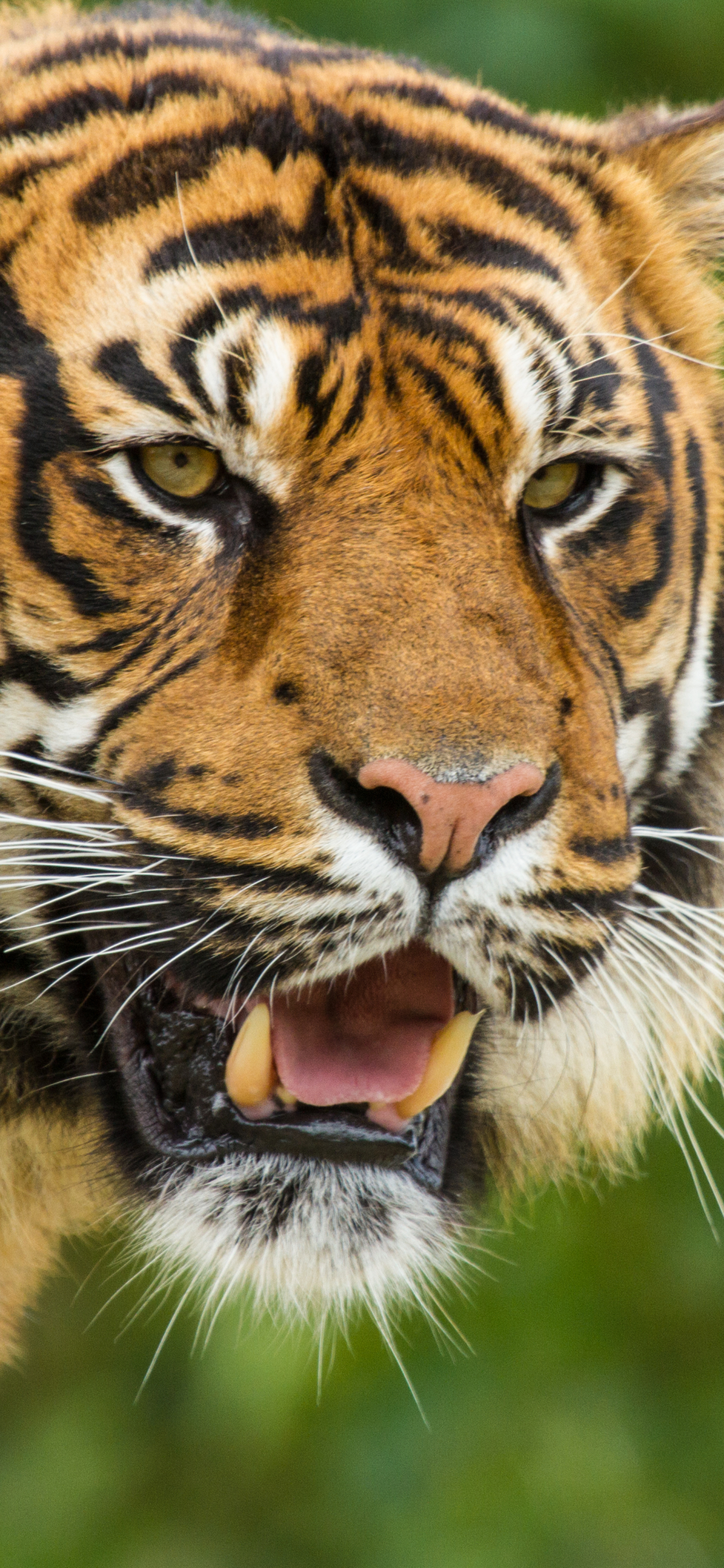 Handy-Wallpaper Tiere, Katzen, Tiger kostenlos herunterladen.