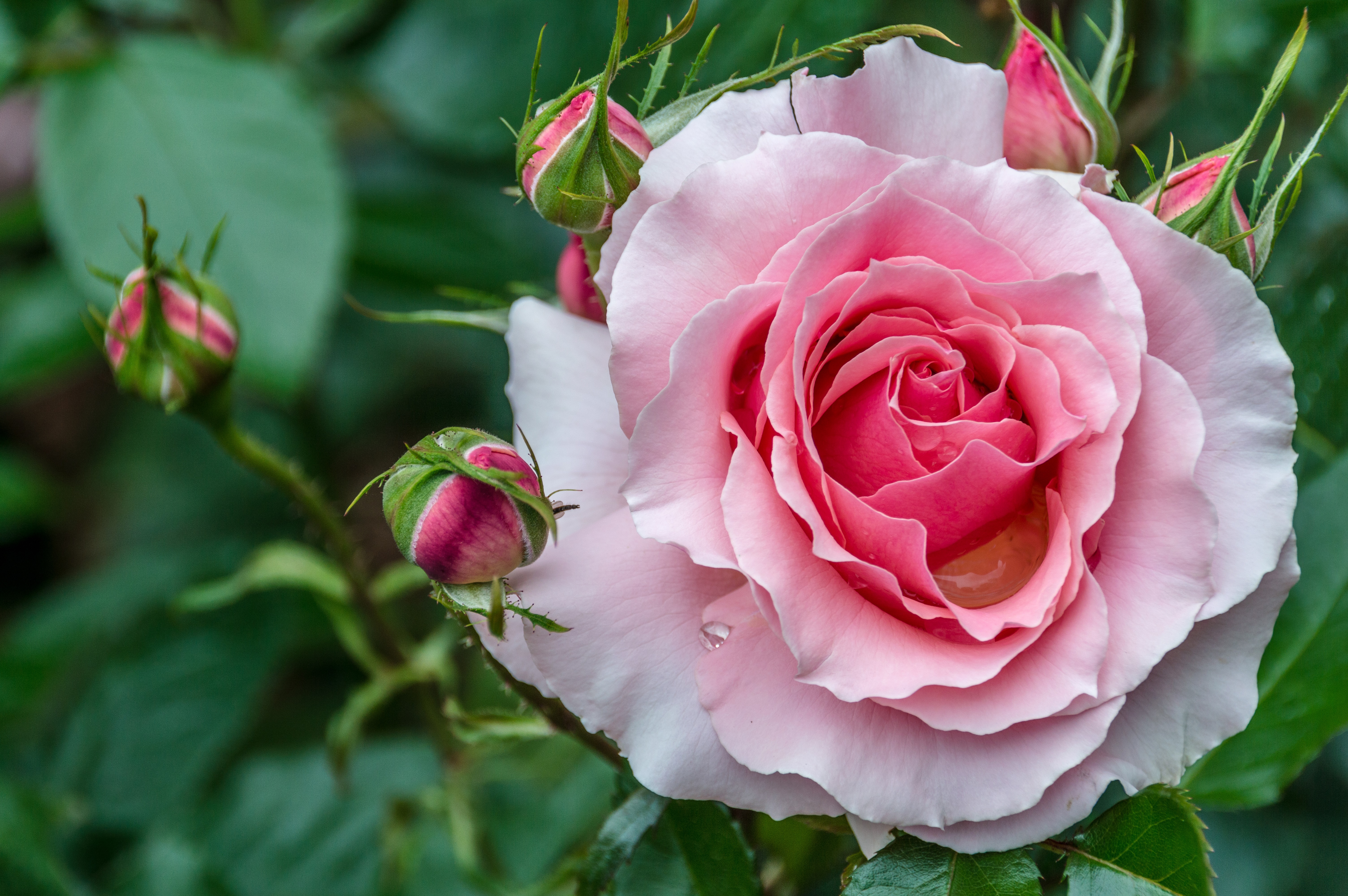 Скачать картинку Цветок, Роза, Крупный План, Земля/природа, Розовый Цветок, Розовая Роза, Флауэрсы в телефон бесплатно.