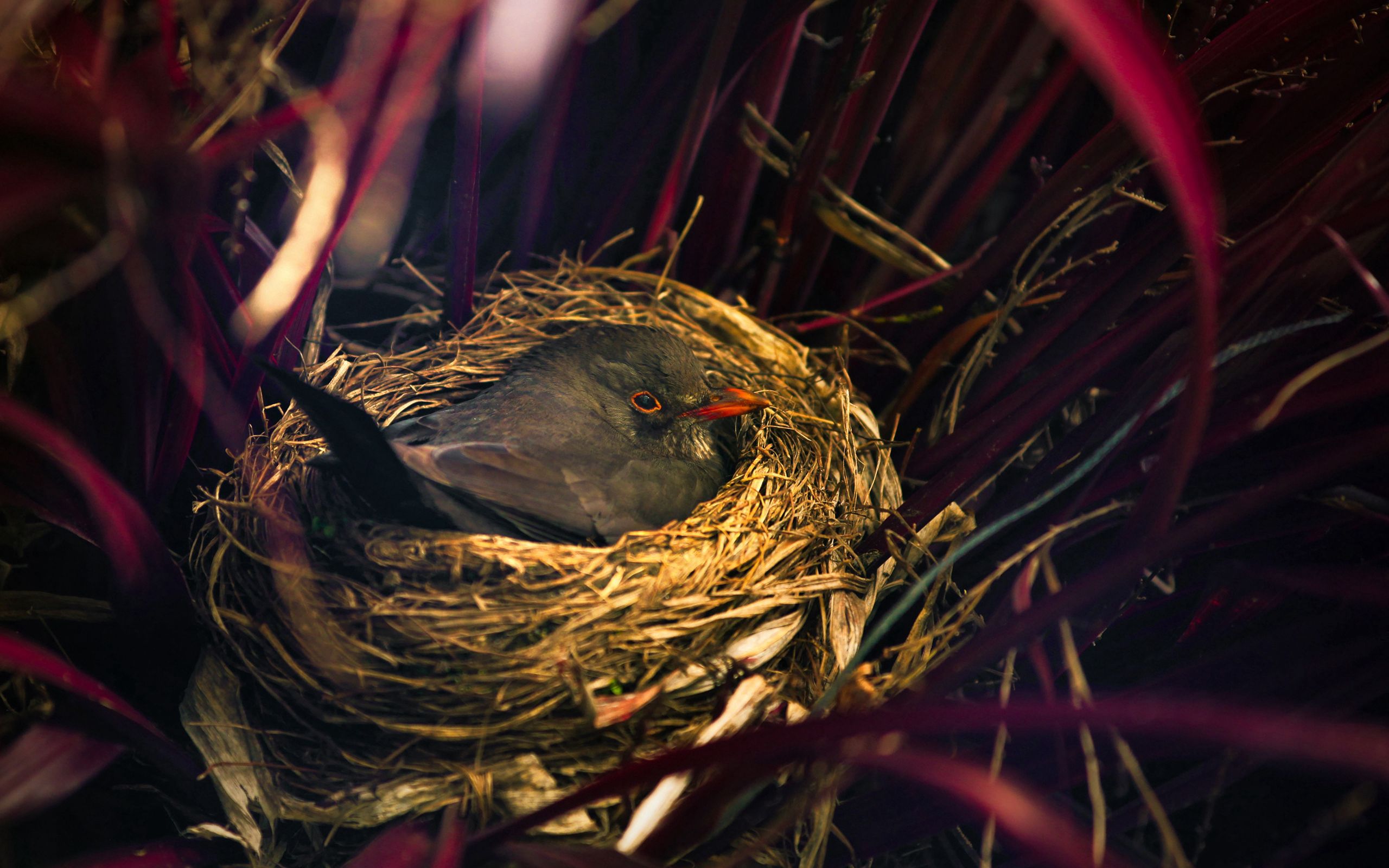 Laden Sie das Sitzen, Nest, Grass, Tiere, Vogel-Bild kostenlos auf Ihren PC-Desktop herunter