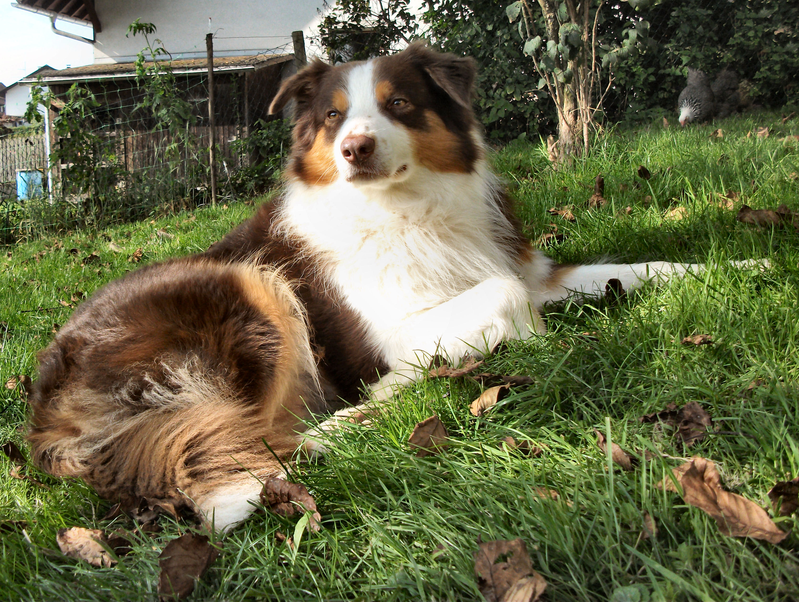 Baixe gratuitamente a imagem Animais, Cão na área de trabalho do seu PC