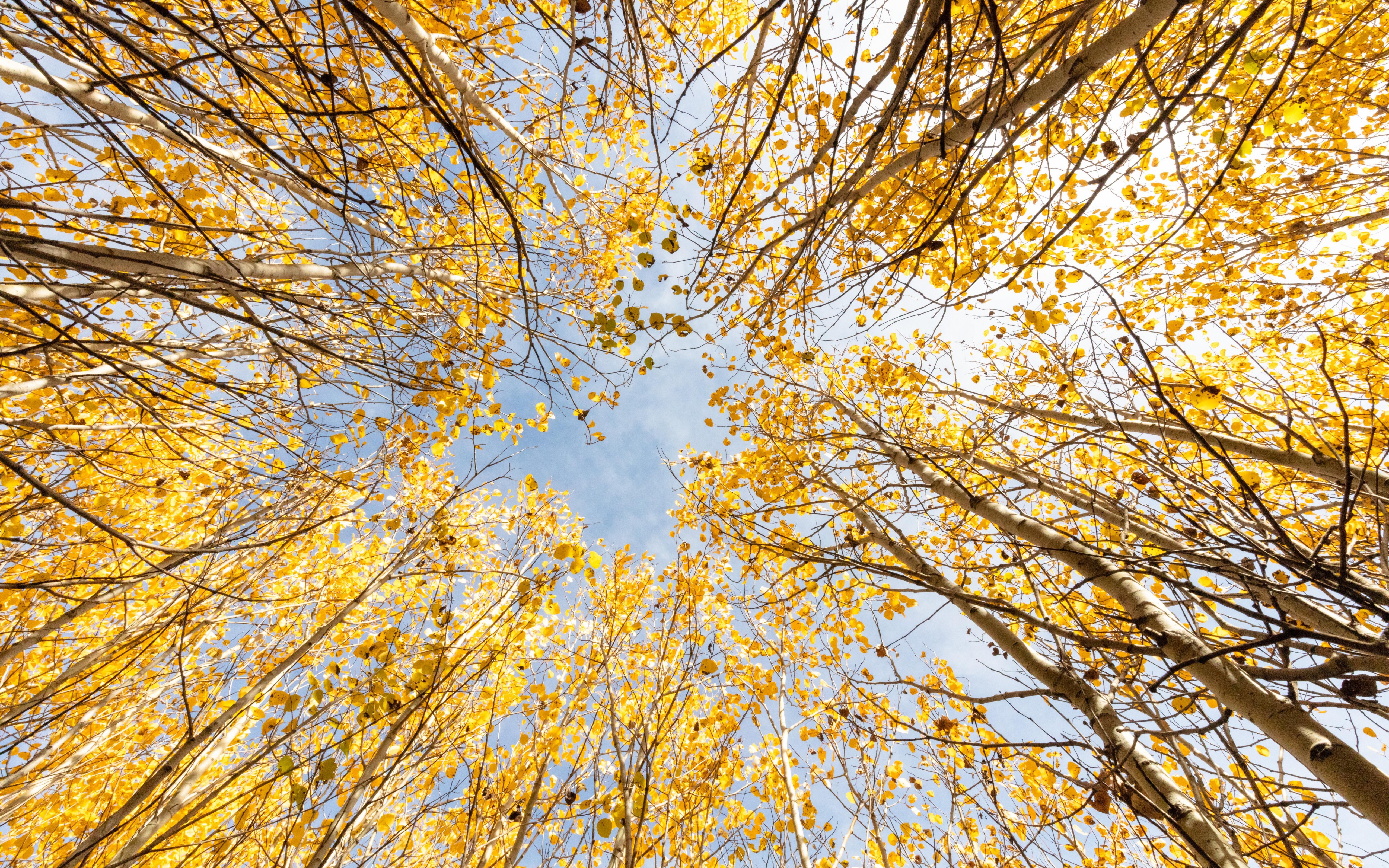 Free download wallpaper Sky, Tree, Fall, Earth on your PC desktop