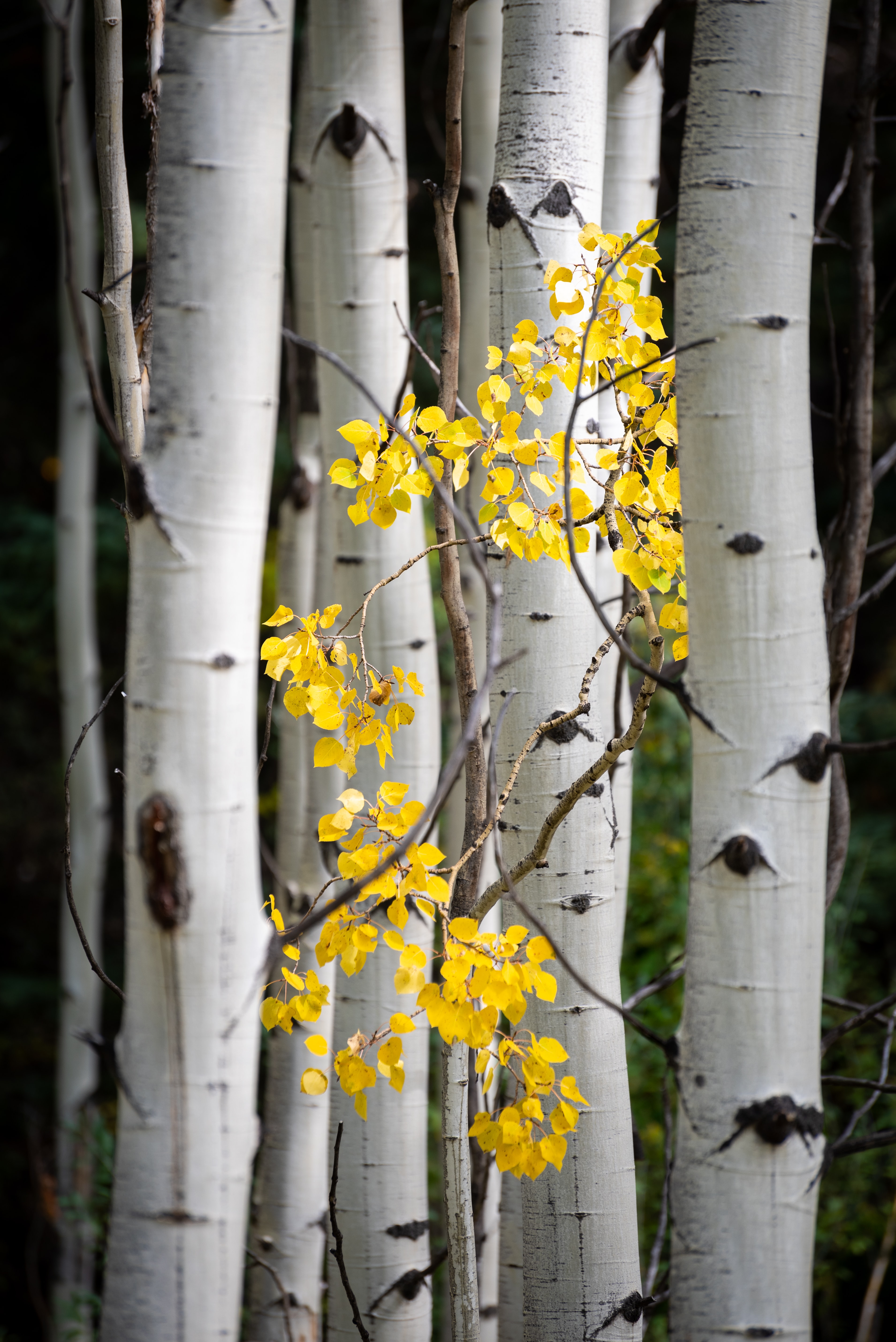 nature, trees, leaves, birches, yellow, branches