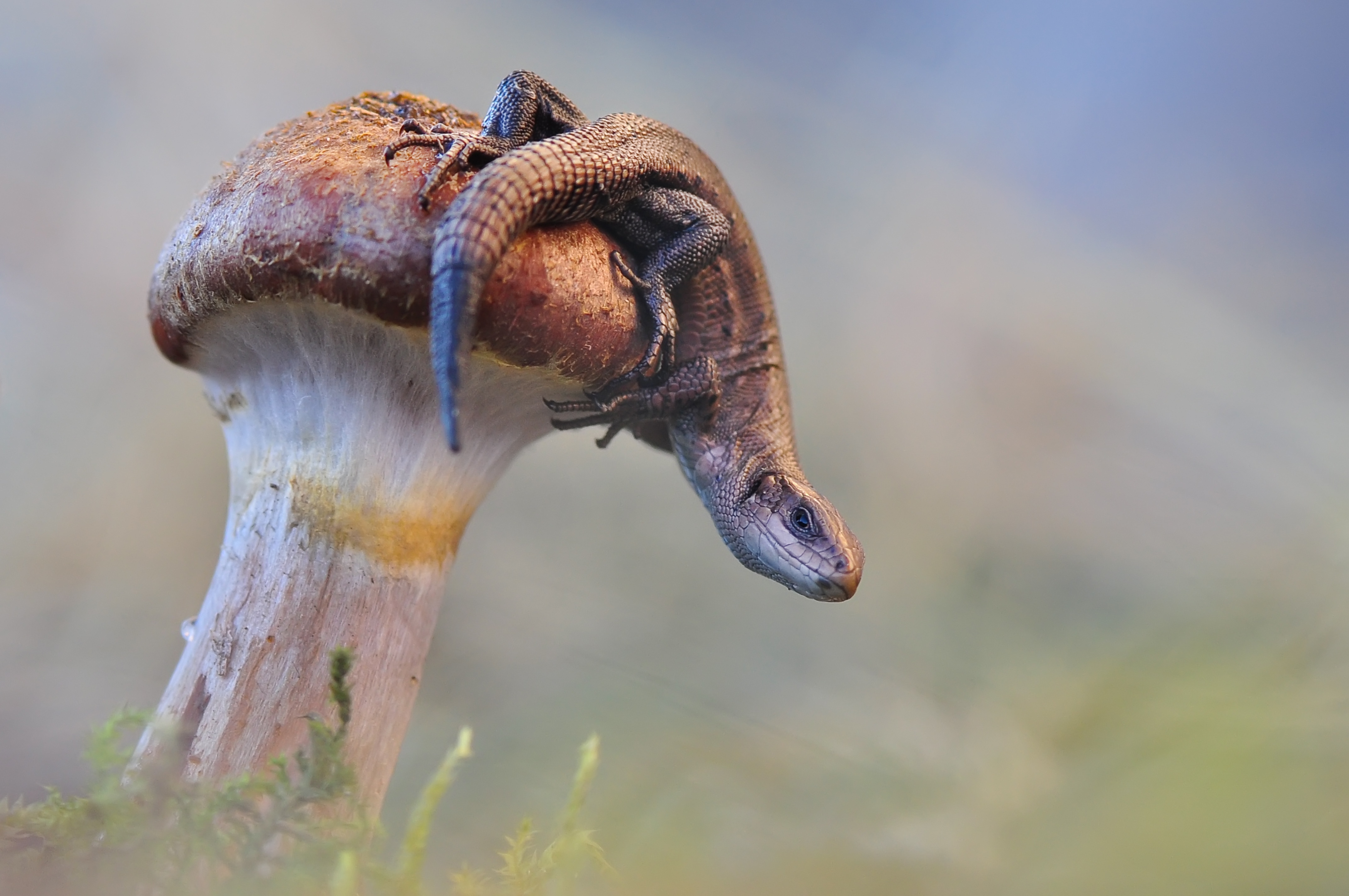 Descarga gratuita de fondo de pantalla para móvil de Animales, Naturaleza, Champiñón, Lagarto, Reptiles, Macrofotografía.