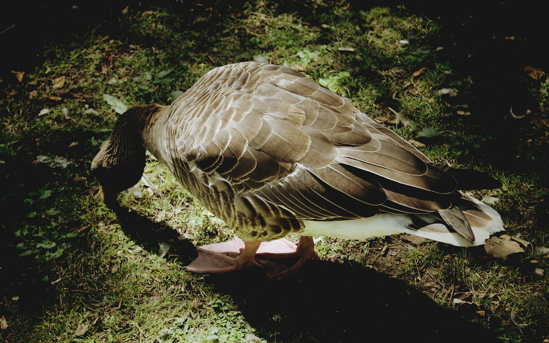Descarga gratuita de fondo de pantalla para móvil de Pato, Aves, Animales.