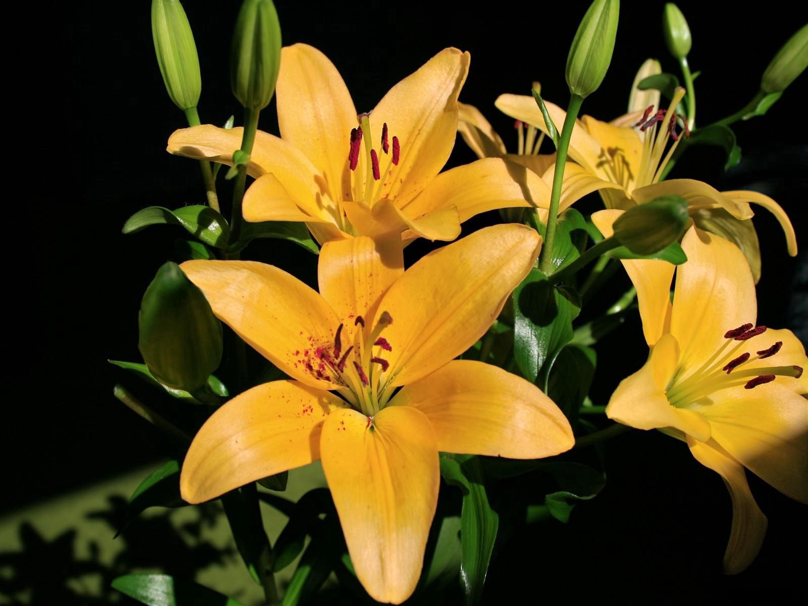 Free download wallpaper Flowers, Lilies, Shine, Light, Shadow, Buds on your PC desktop