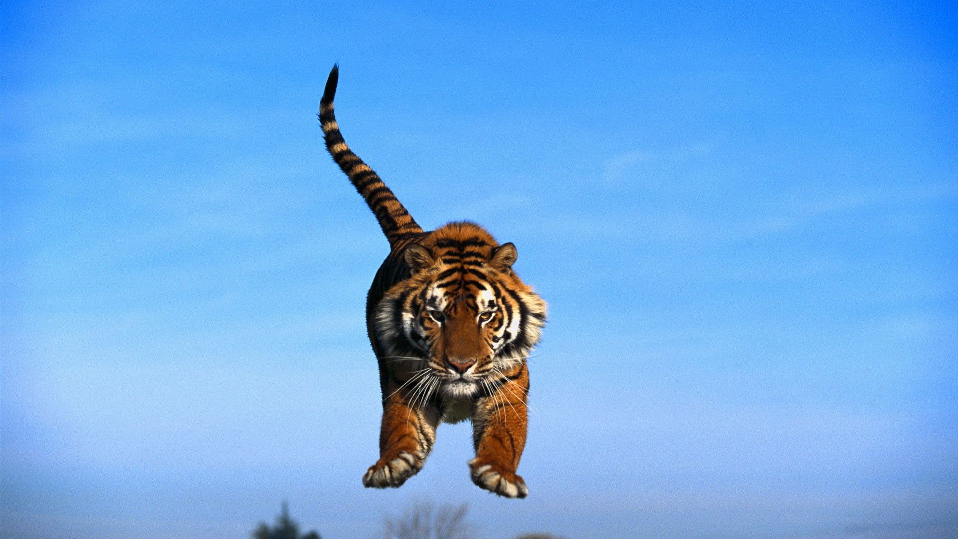 92349 скачать картинку лапы, тигр, животные, небо, прыжок, хвост - обои и заставки бесплатно