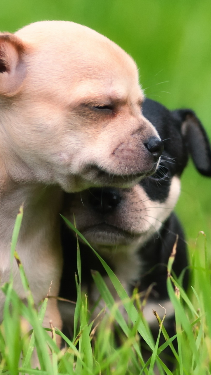 Baixar papel de parede para celular de Animais, Cães, Cão, Animal Bebê, Filhote gratuito.