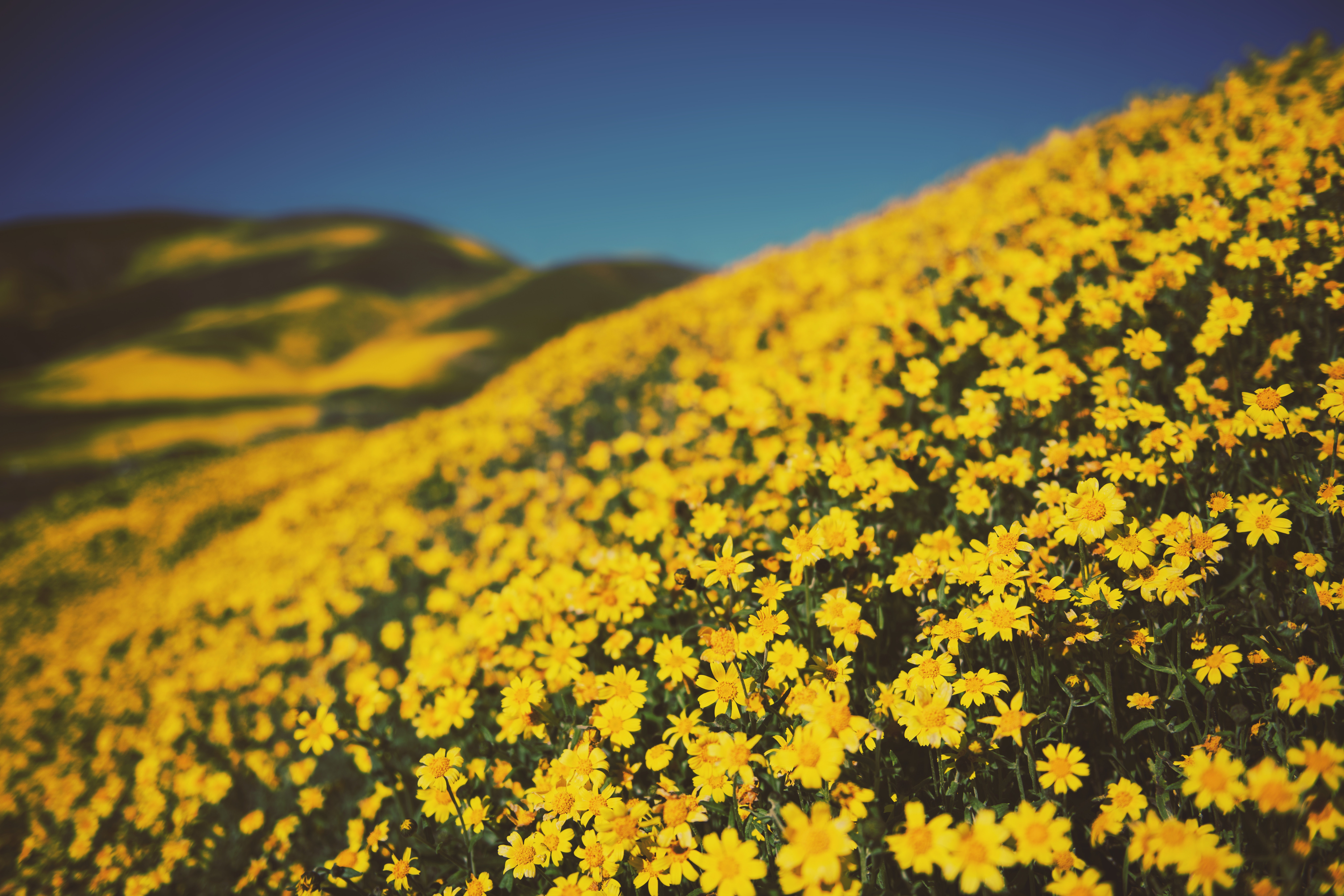 Download mobile wallpaper Nature, Flowers, Flower, Earth, Yellow Flower, Depth Of Field for free.