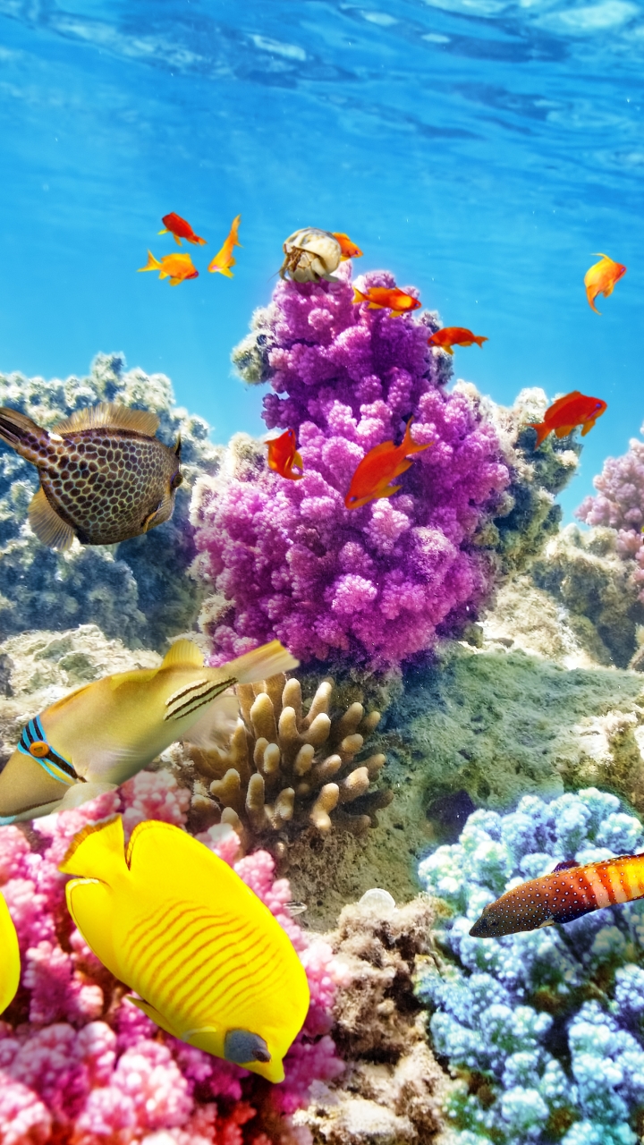 無料モバイル壁紙動物, 魚, 海洋, サンゴ礁, 水中, 魚類をダウンロードします。