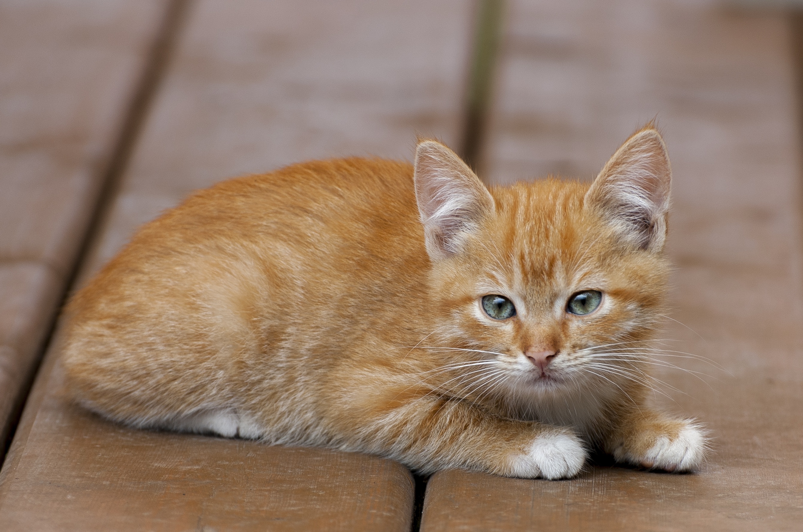 PCデスクトップに動物, ネコ, 猫, 子猫, 赤ちゃん動物画像を無料でダウンロード