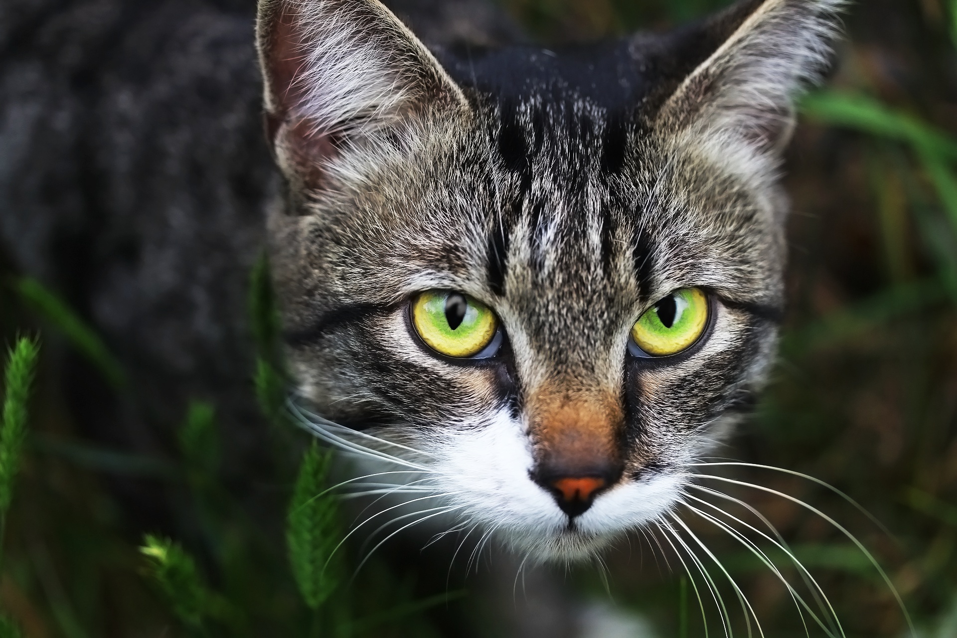 484824 Protetores de tela e papéis de parede Gatos em seu telefone. Baixe  fotos gratuitamente