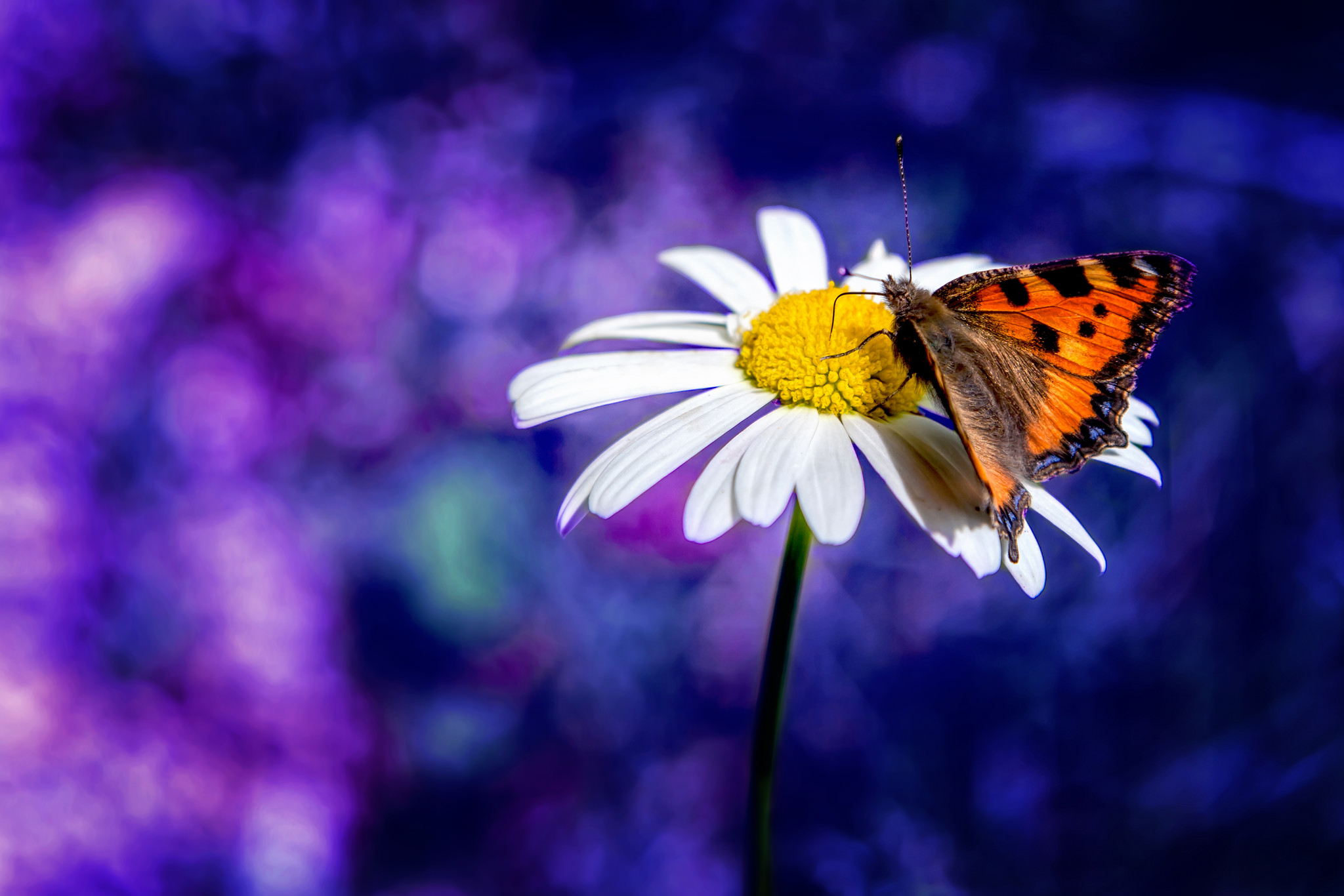 PCデスクトップに動物, 自然, 蝶, ボケ, 白い花, 虫画像を無料でダウンロード