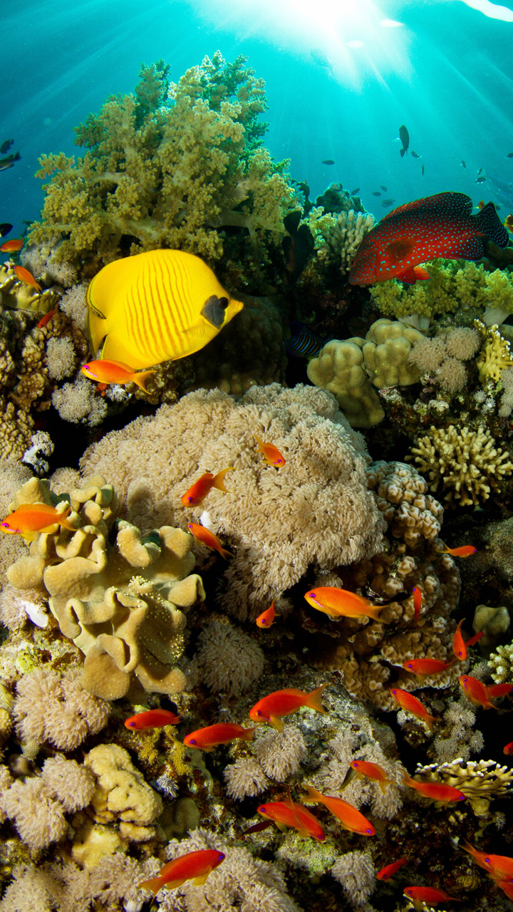 Handy-Wallpaper Tiere, Fische, Koralle, Ozean, Fisch, Unterwasser, Meer, Seeleben kostenlos herunterladen.