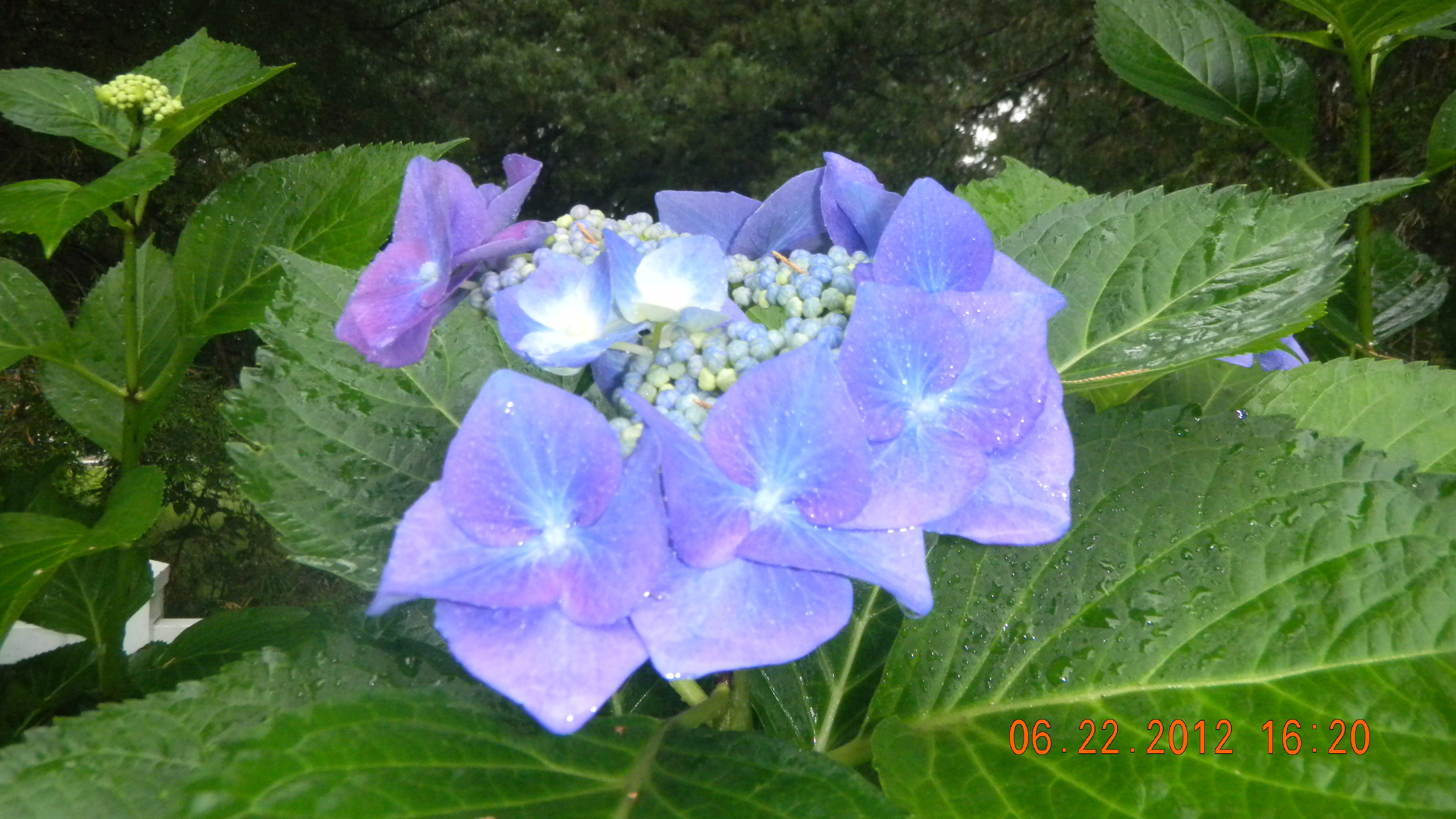 Descarga gratis la imagen Flores, Flor, Hortensia, Tierra/naturaleza en el escritorio de tu PC