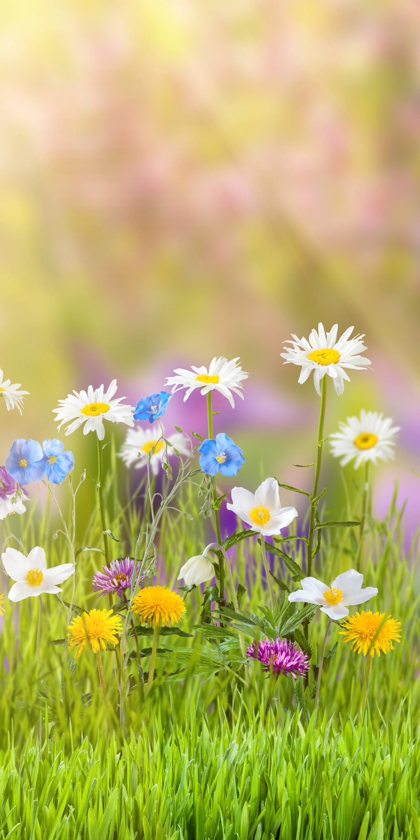 無料モバイル壁紙自然, 地球, 春, 黄色い花, 白い花をダウンロードします。