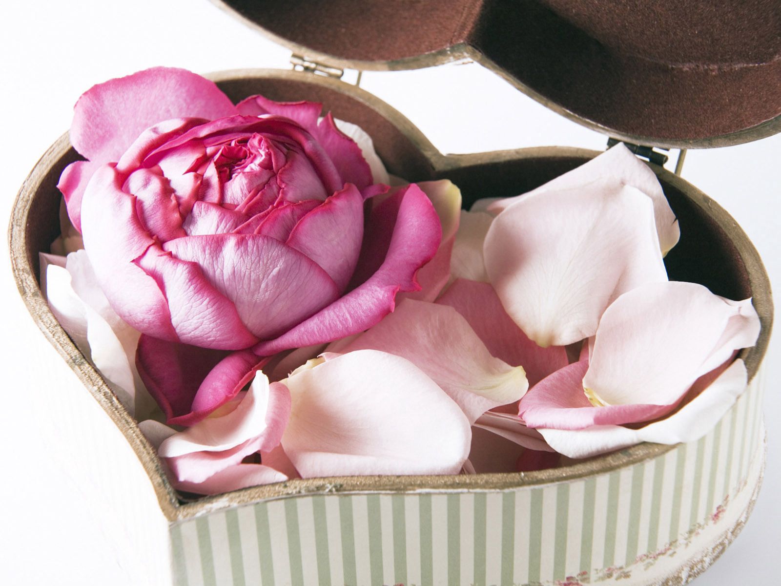Скачать обои бесплатно Лепестки, Растение, Любовь, Розы картинка на рабочий стол ПК