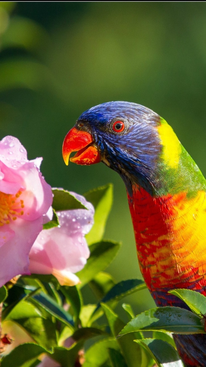 無料モバイル壁紙動物, 鳥, オウム, ゴシキセイガイインコをダウンロードします。