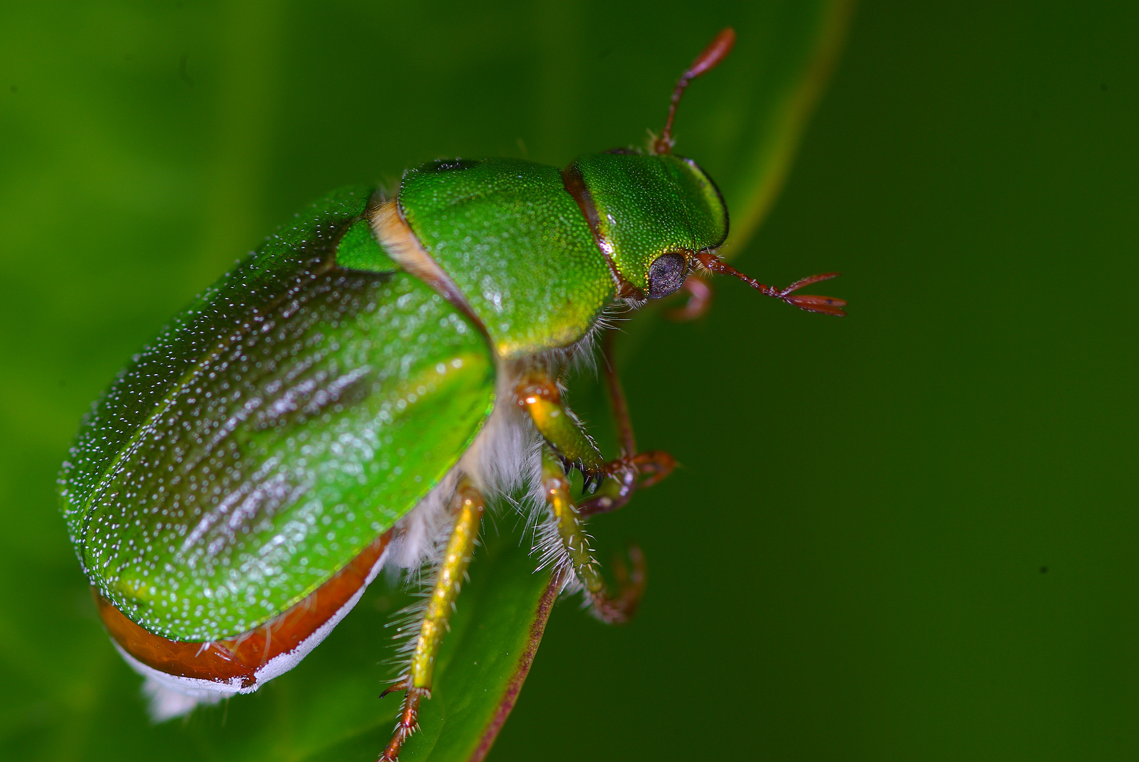 Descarga gratuita de fondo de pantalla para móvil de Animales, Insecto.